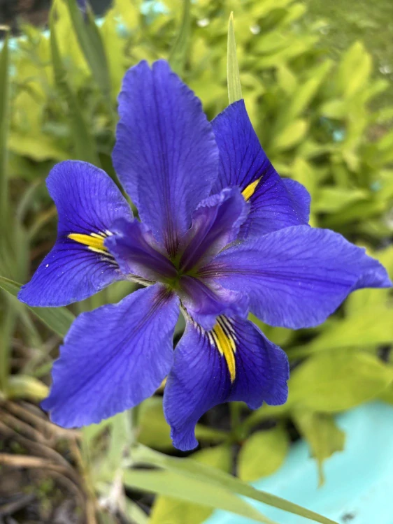 Iris louisiana BLUE