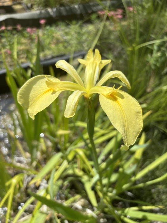 Iris louisiana YELLOW