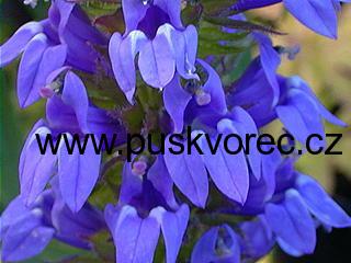 Lobelia syphilitica ALBA