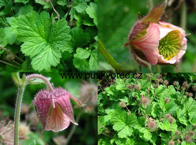 Geum rivale