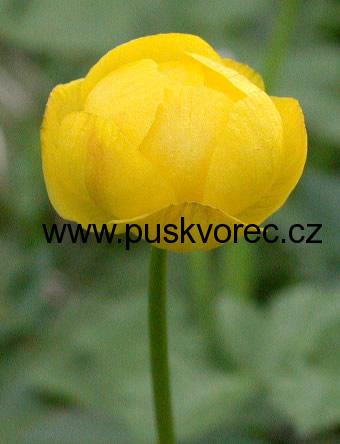 Trollius europaeus