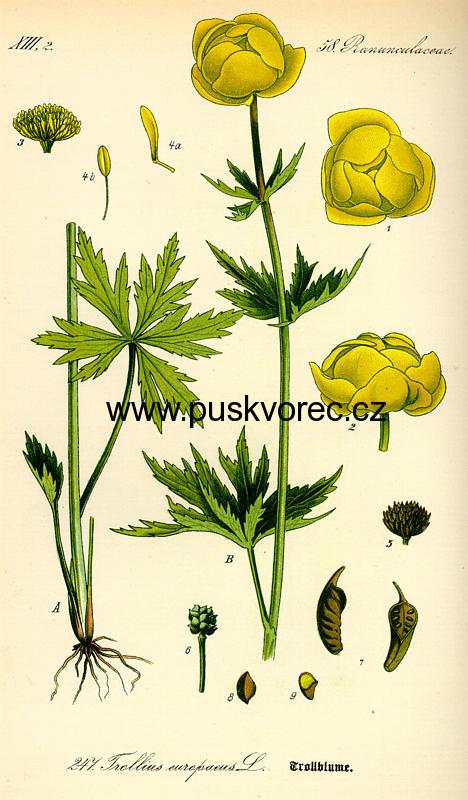 Trollius europaeus