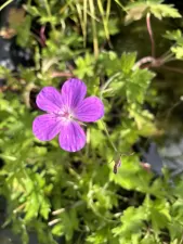 Geranium palustre