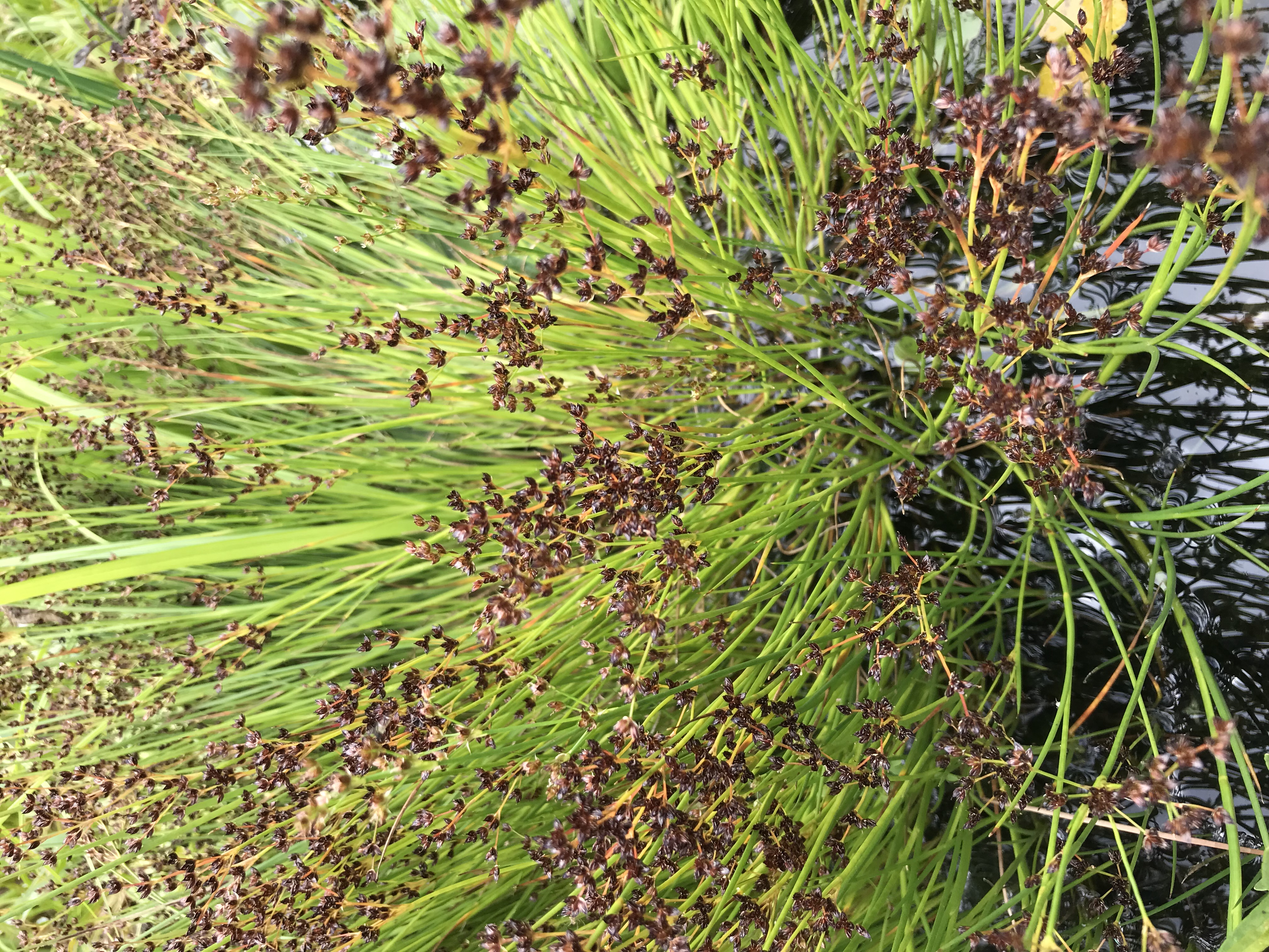 Eleocharis palustris