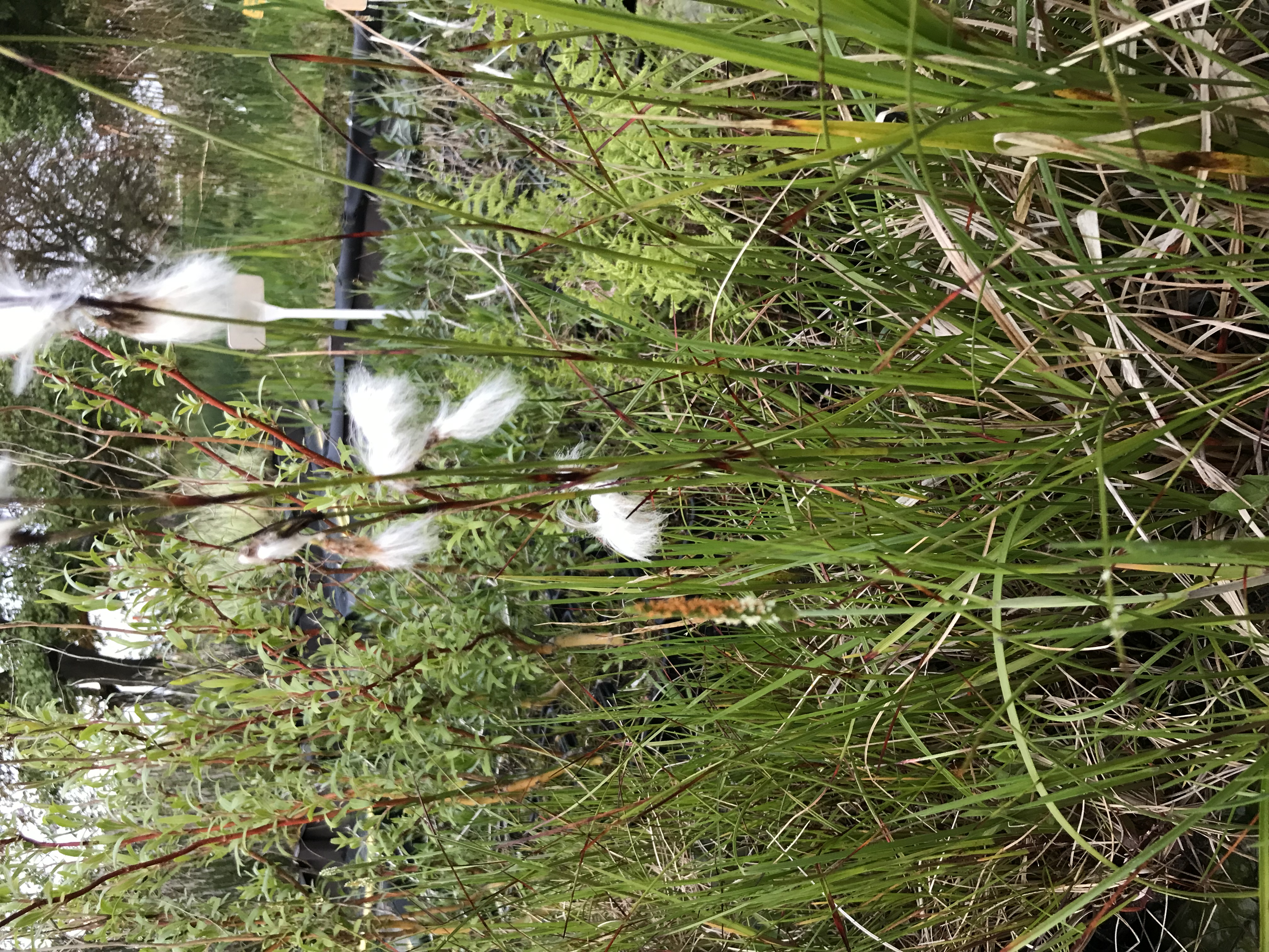 Eriophorum angustifolium