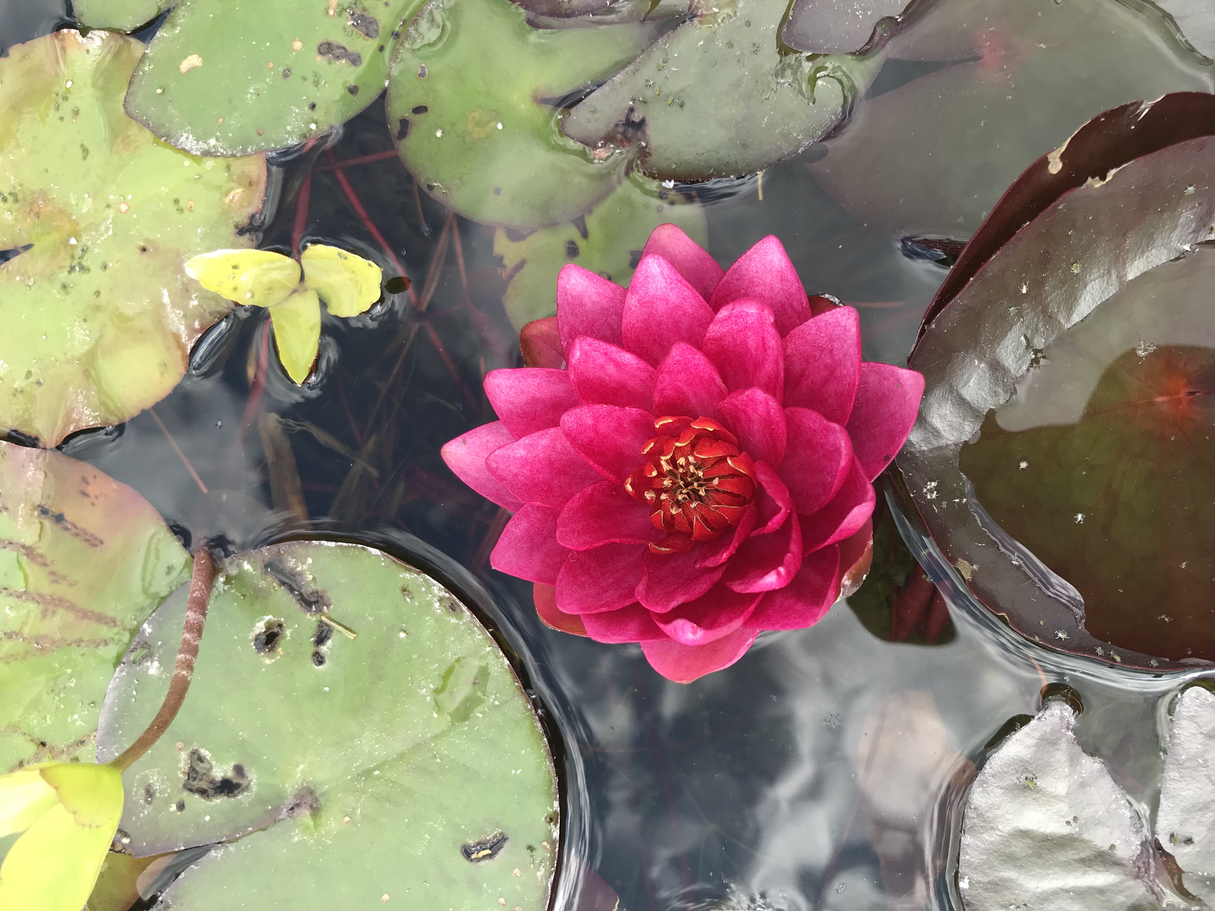 Nymphaea ´James Brydon´ 