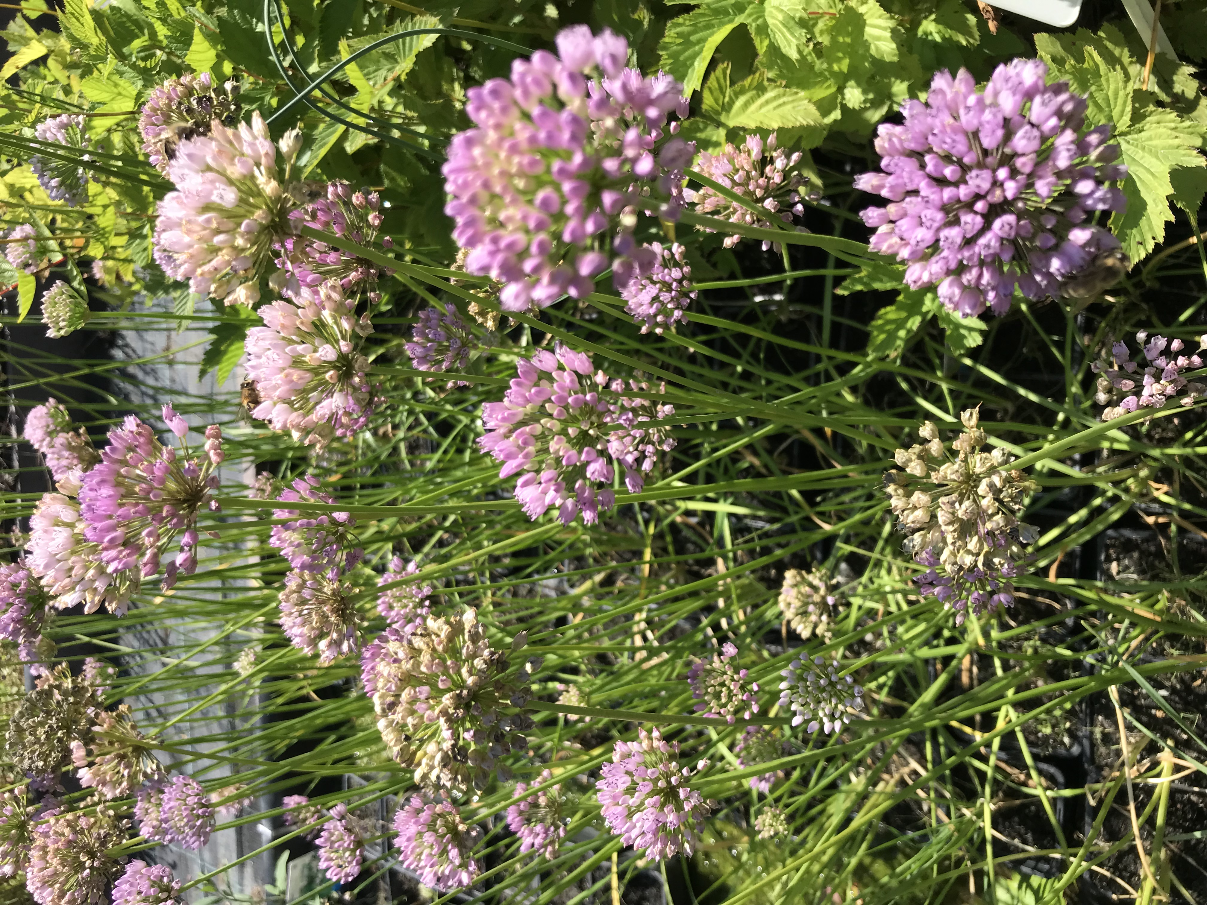 Allium palustris
