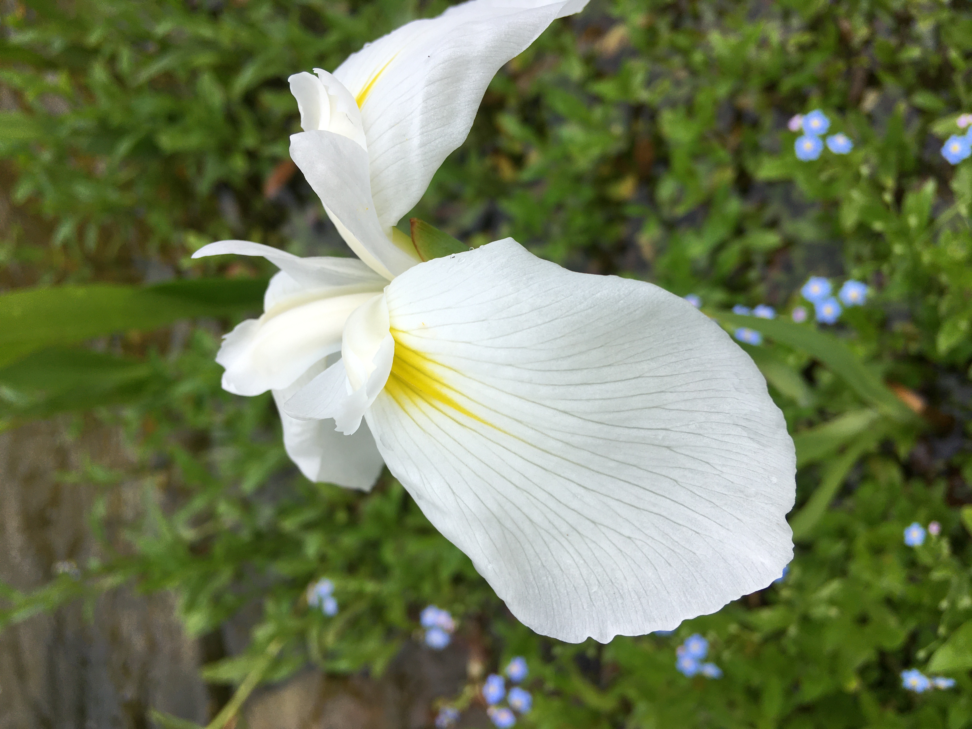 Iris laevigata ´Snowdrift´