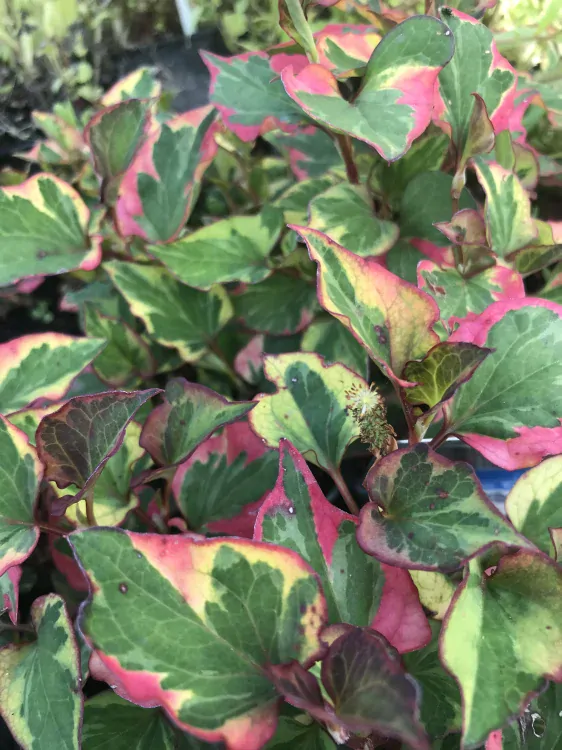 Houttuynia cordata ´Chameleon´