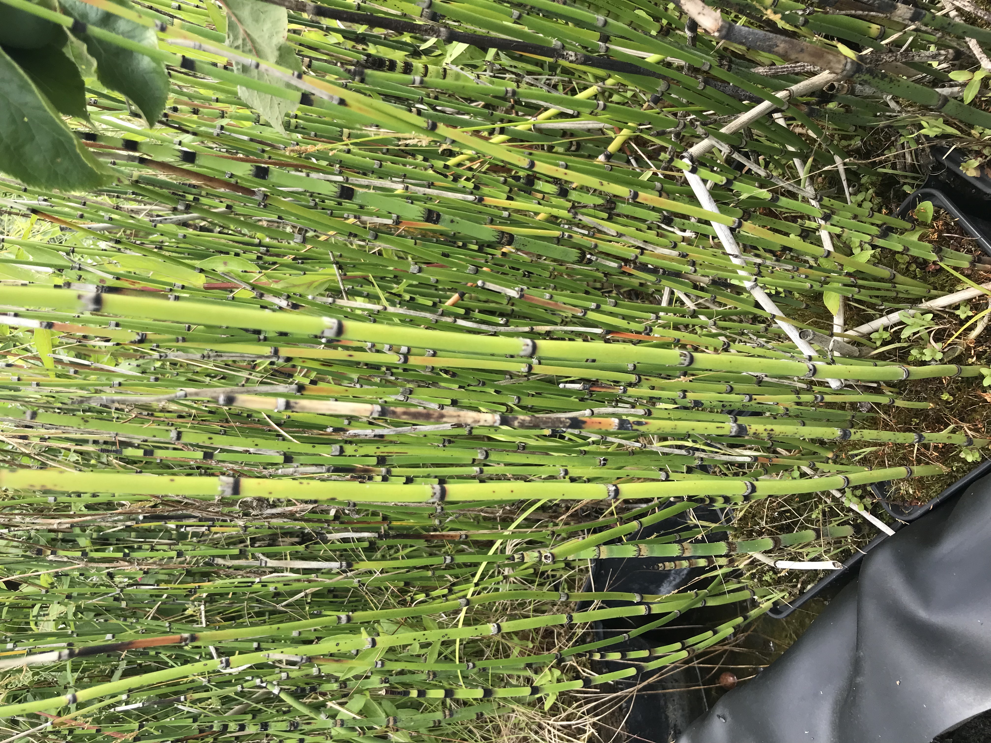 Equisetum hyemale ´Robustum´