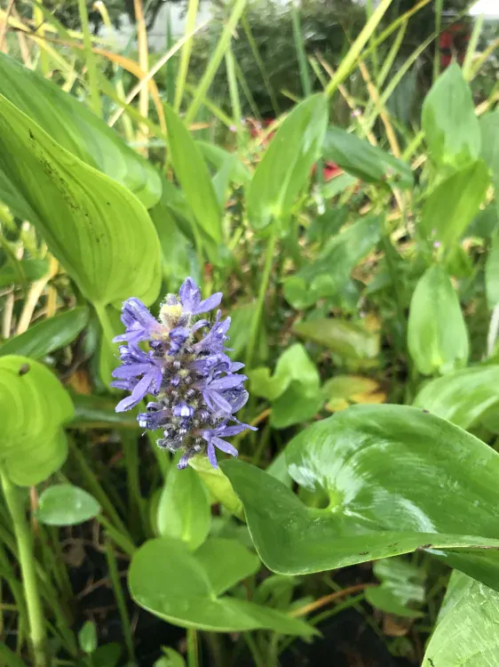 Pontederia cordata