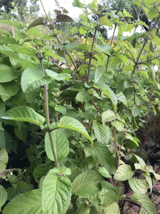 Mentha aquatica