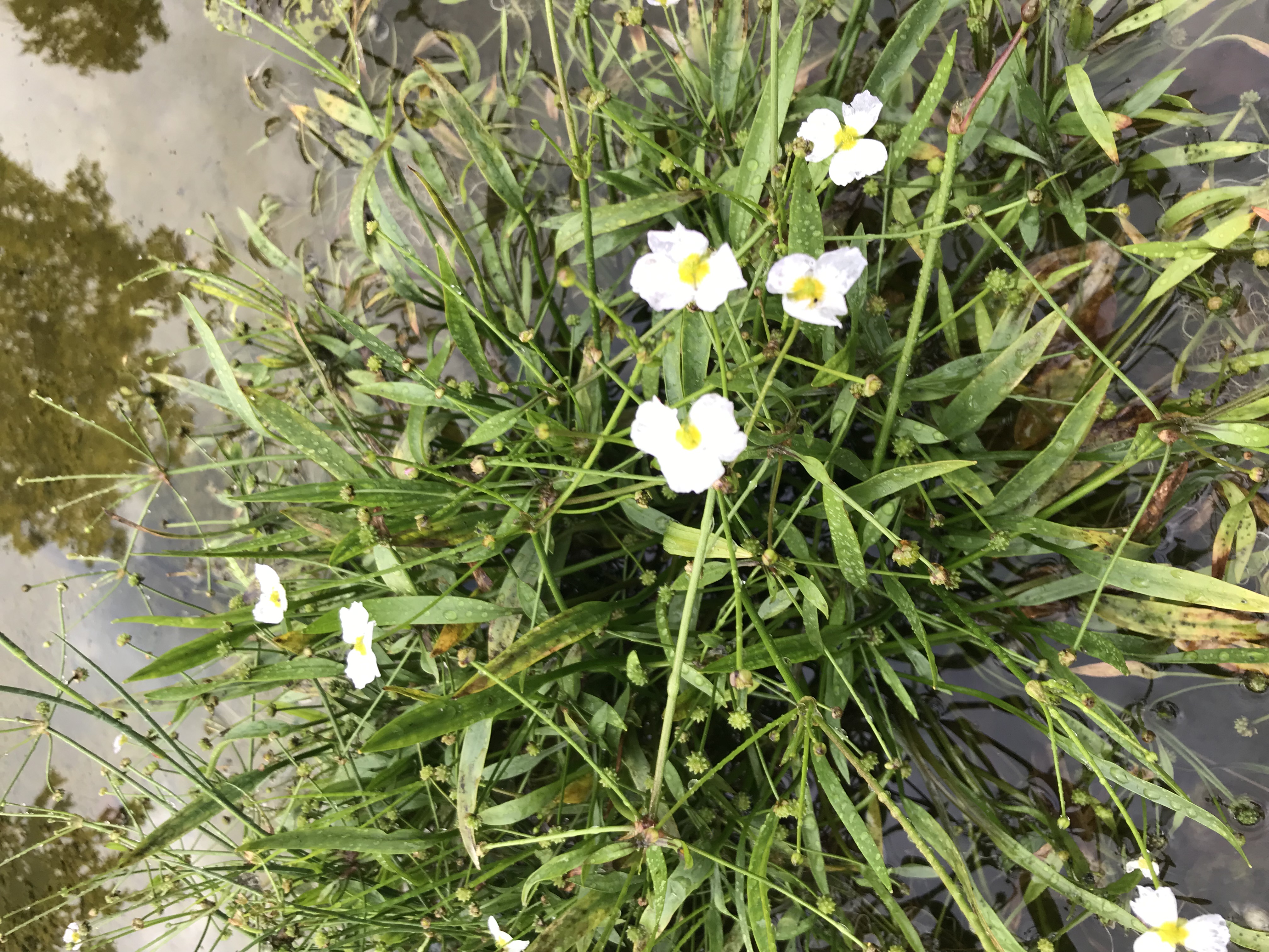 Baldelia ranunculoides