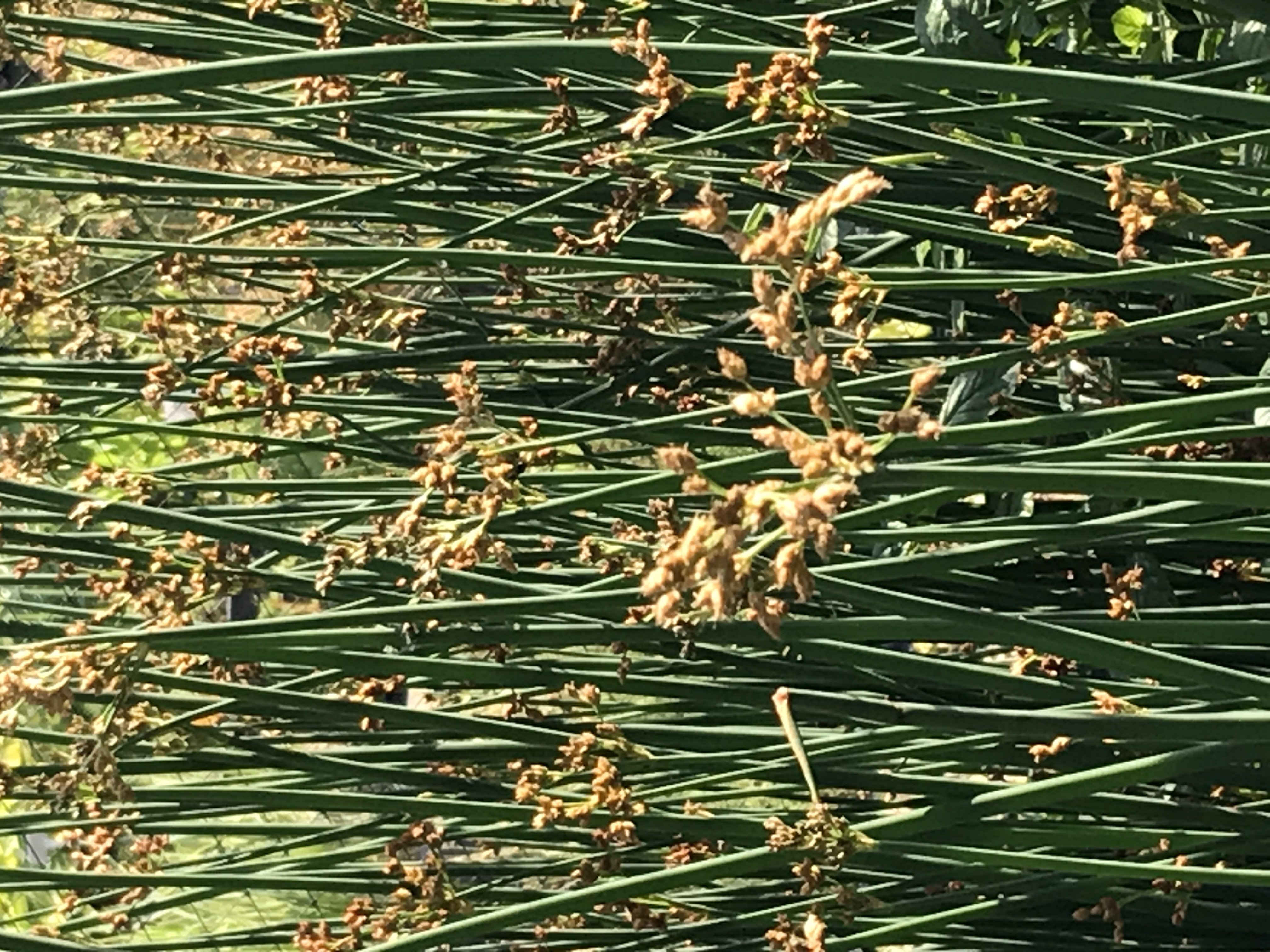 Scirpus lacustris
