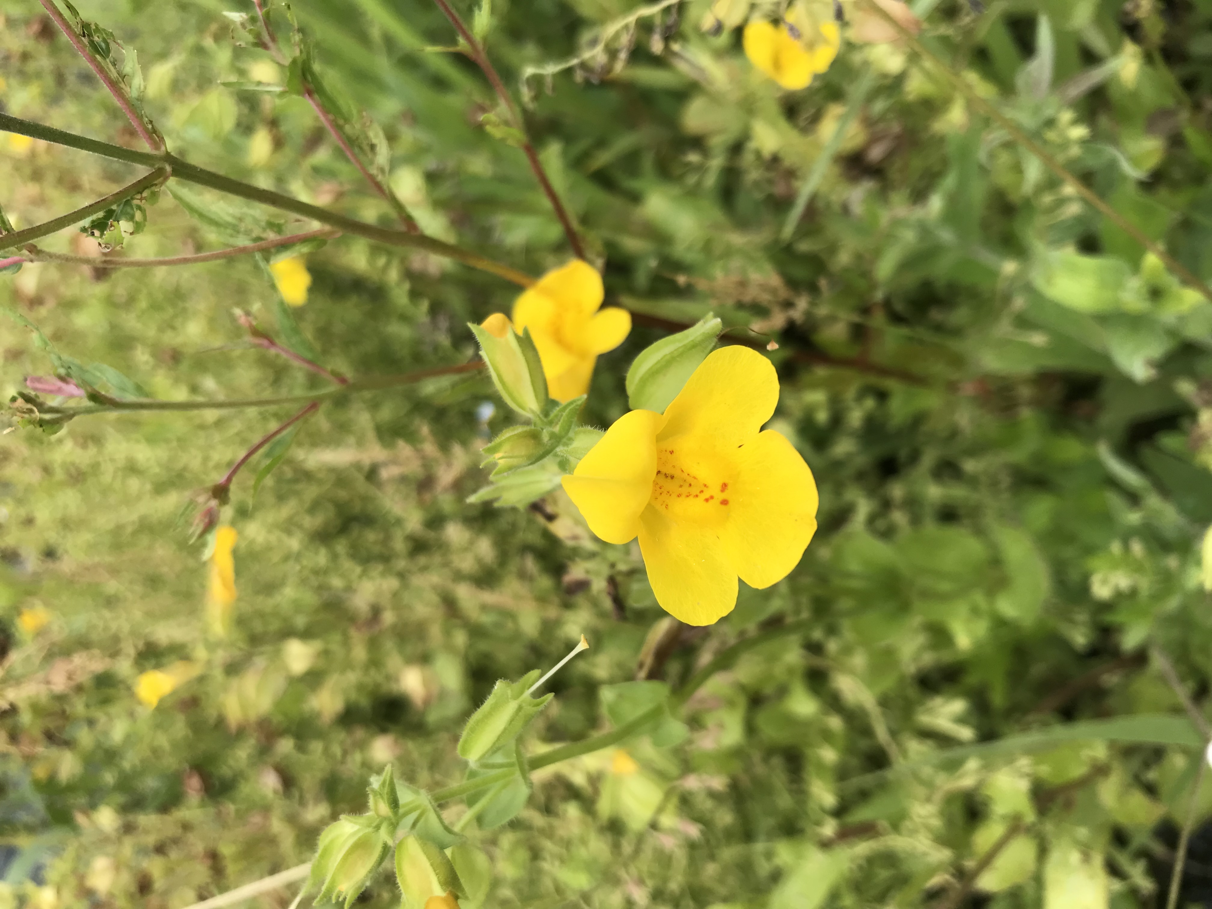 Mimulus luteus