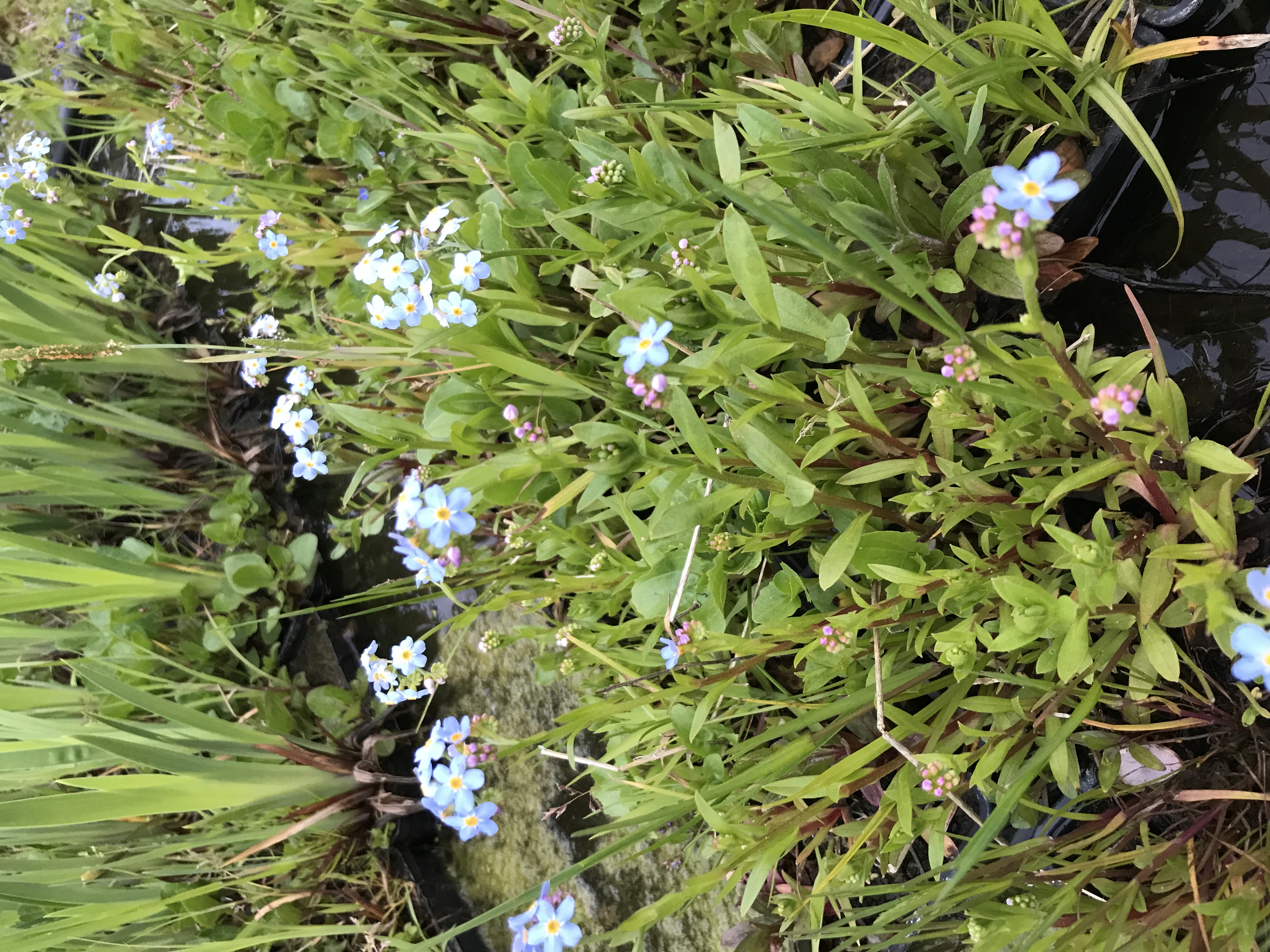 Myosotis palustris Ice Pearl