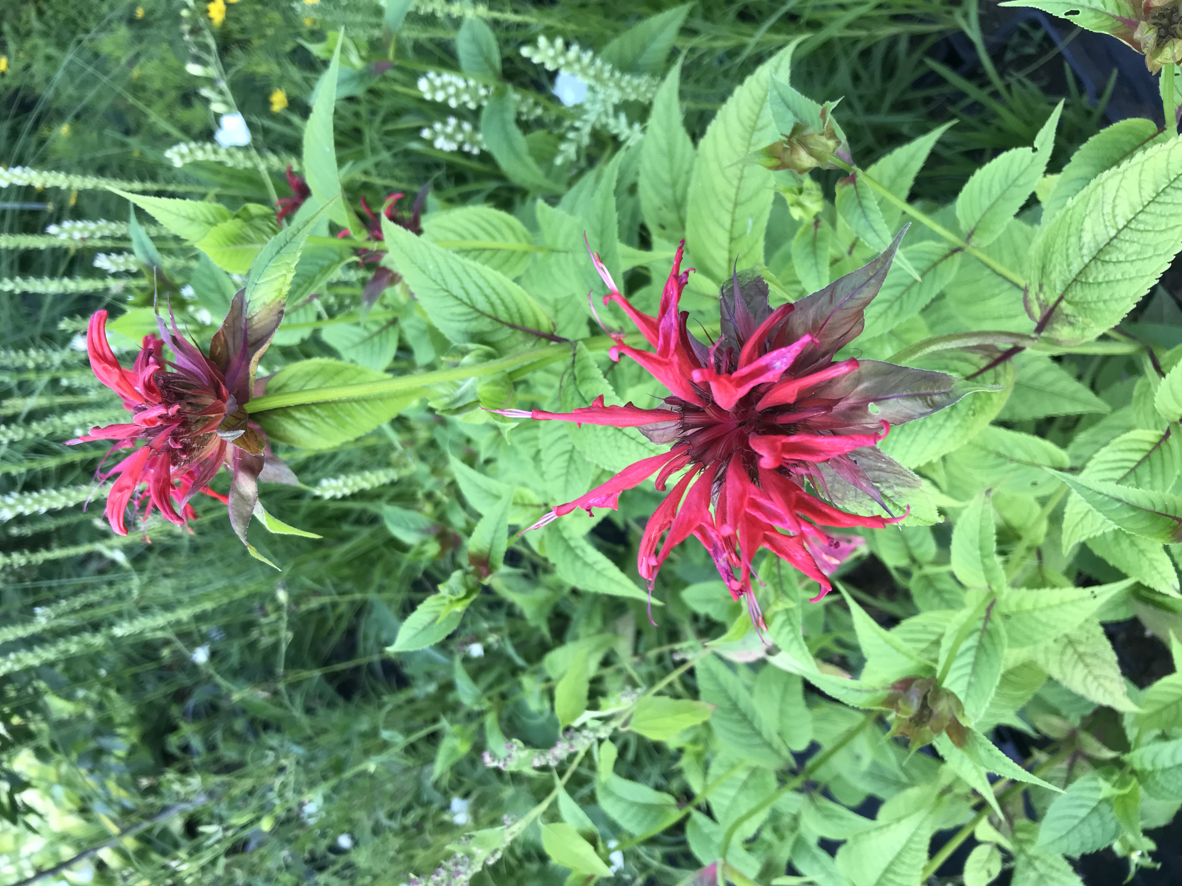 Monarda didyma RED SHADES