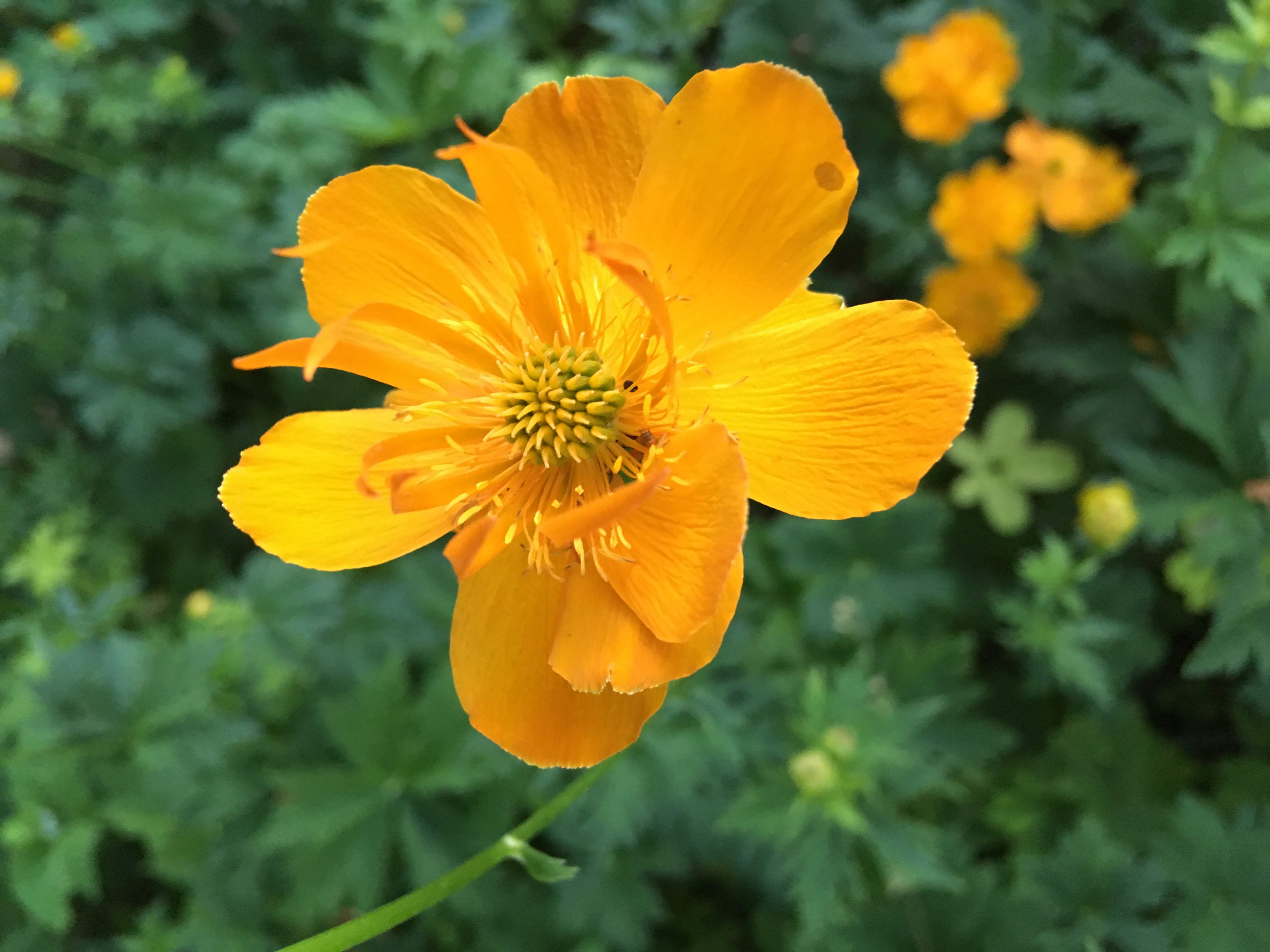 Trollius chinensis GOLD QUEEN