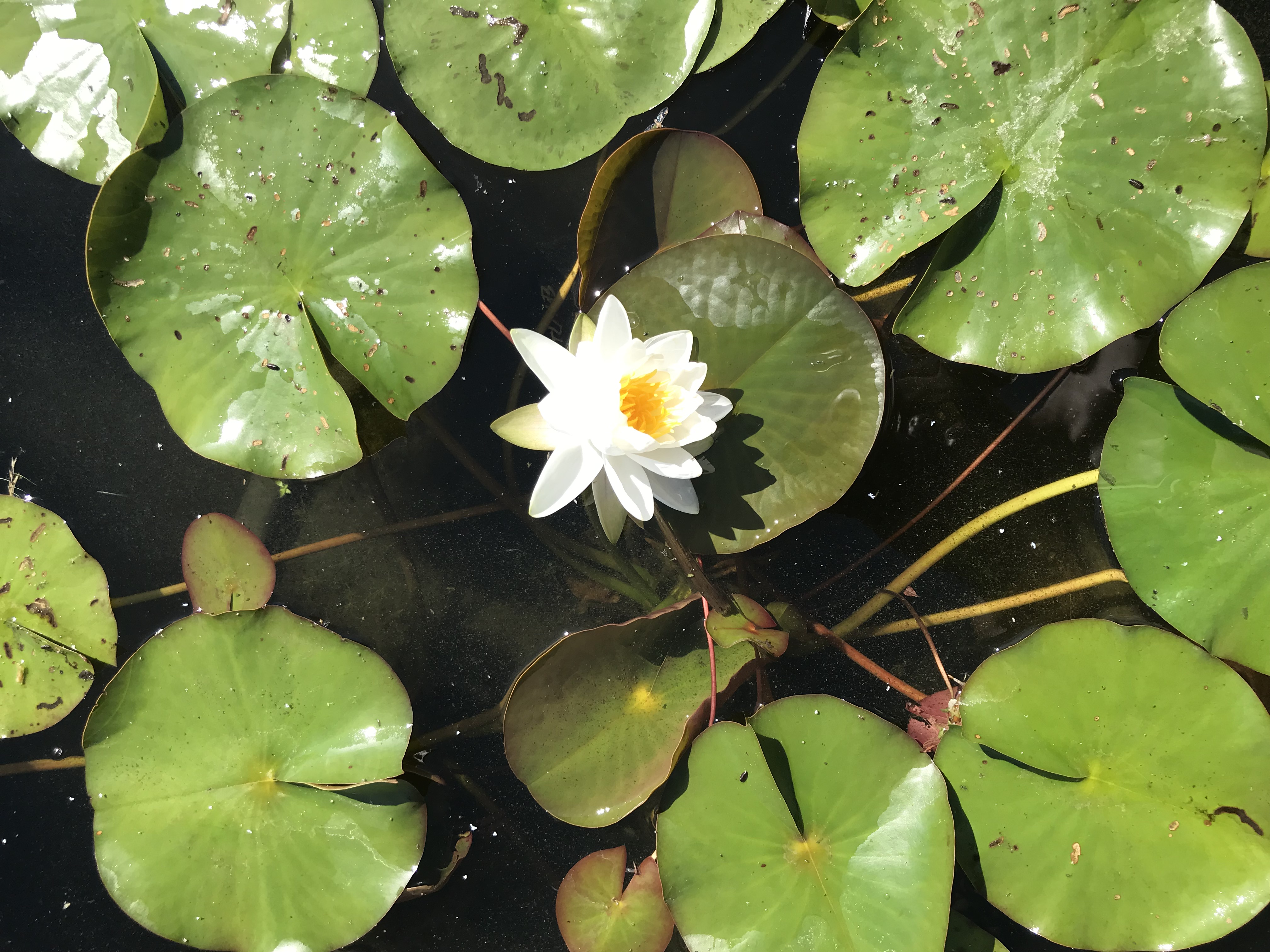 Nymphaea virginalis