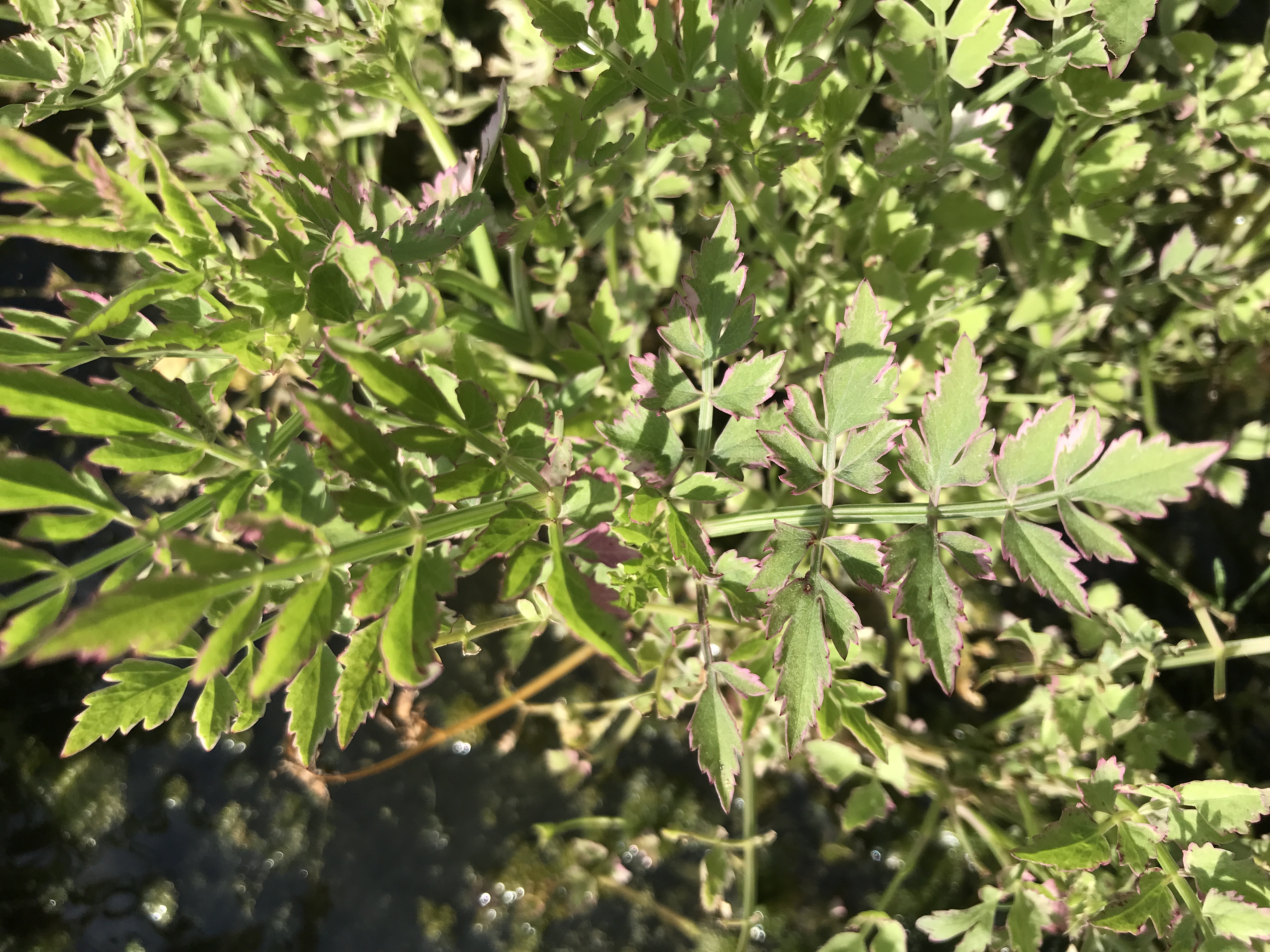 Oenanthe aquatica ´Variegatus´