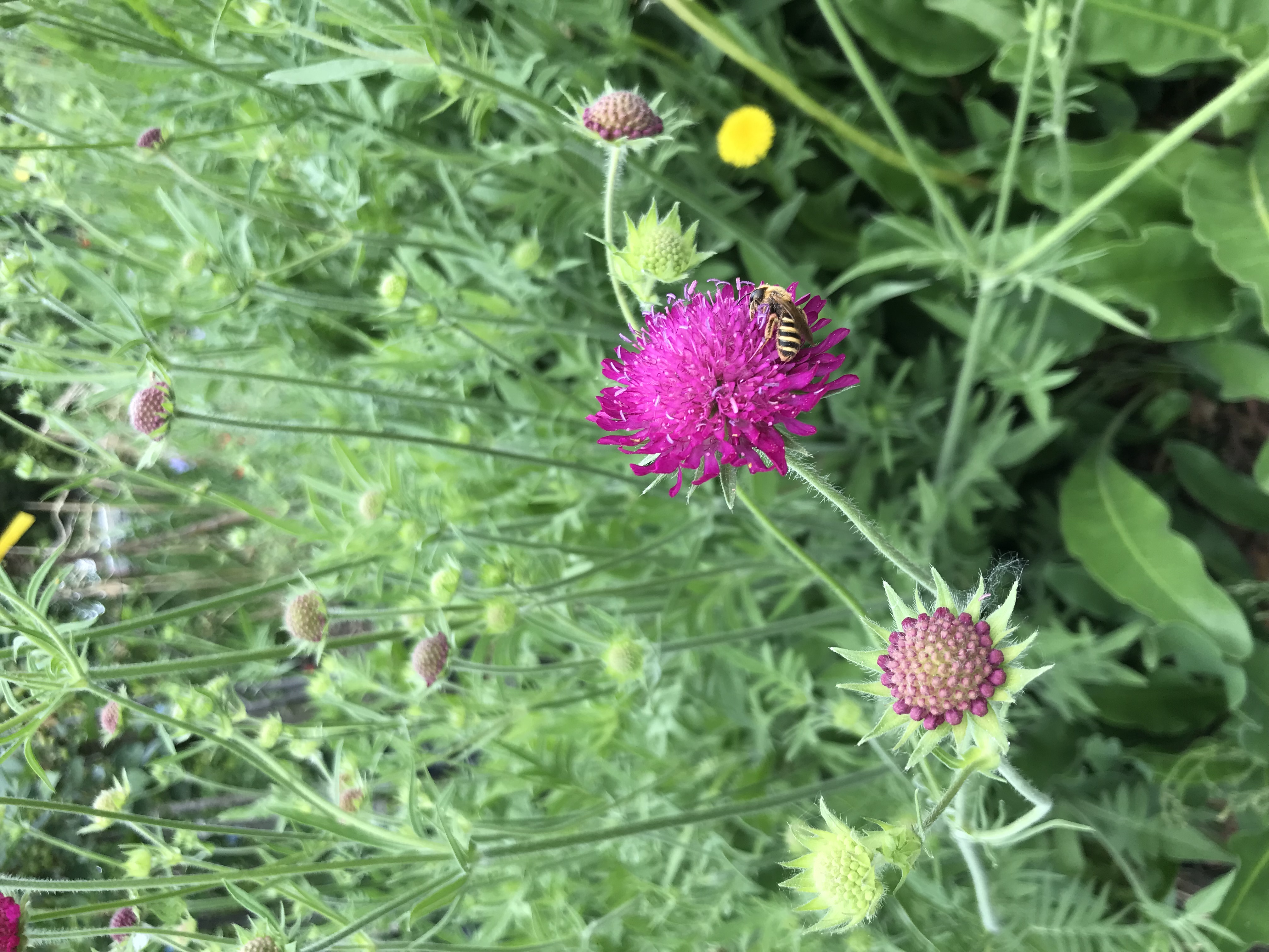 Knautia macedonica RED KNIGHT