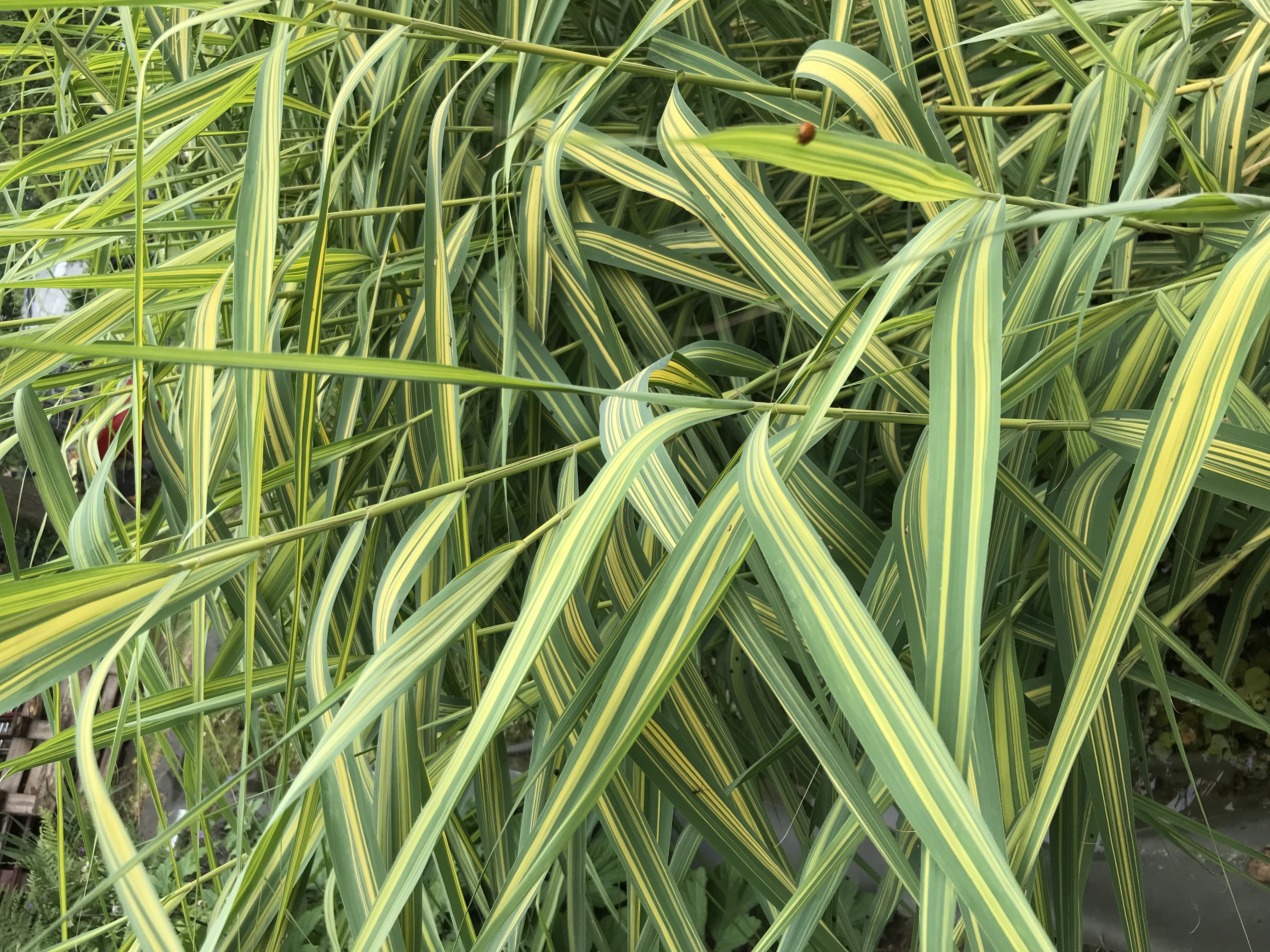 Phragmites australis ´Variegatus´