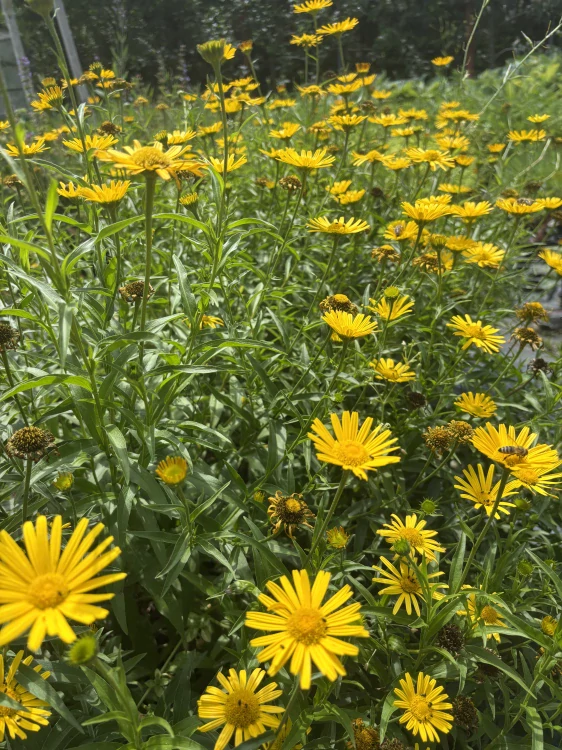 Buphthalmum salicifolium GOLDEN YELLOW
