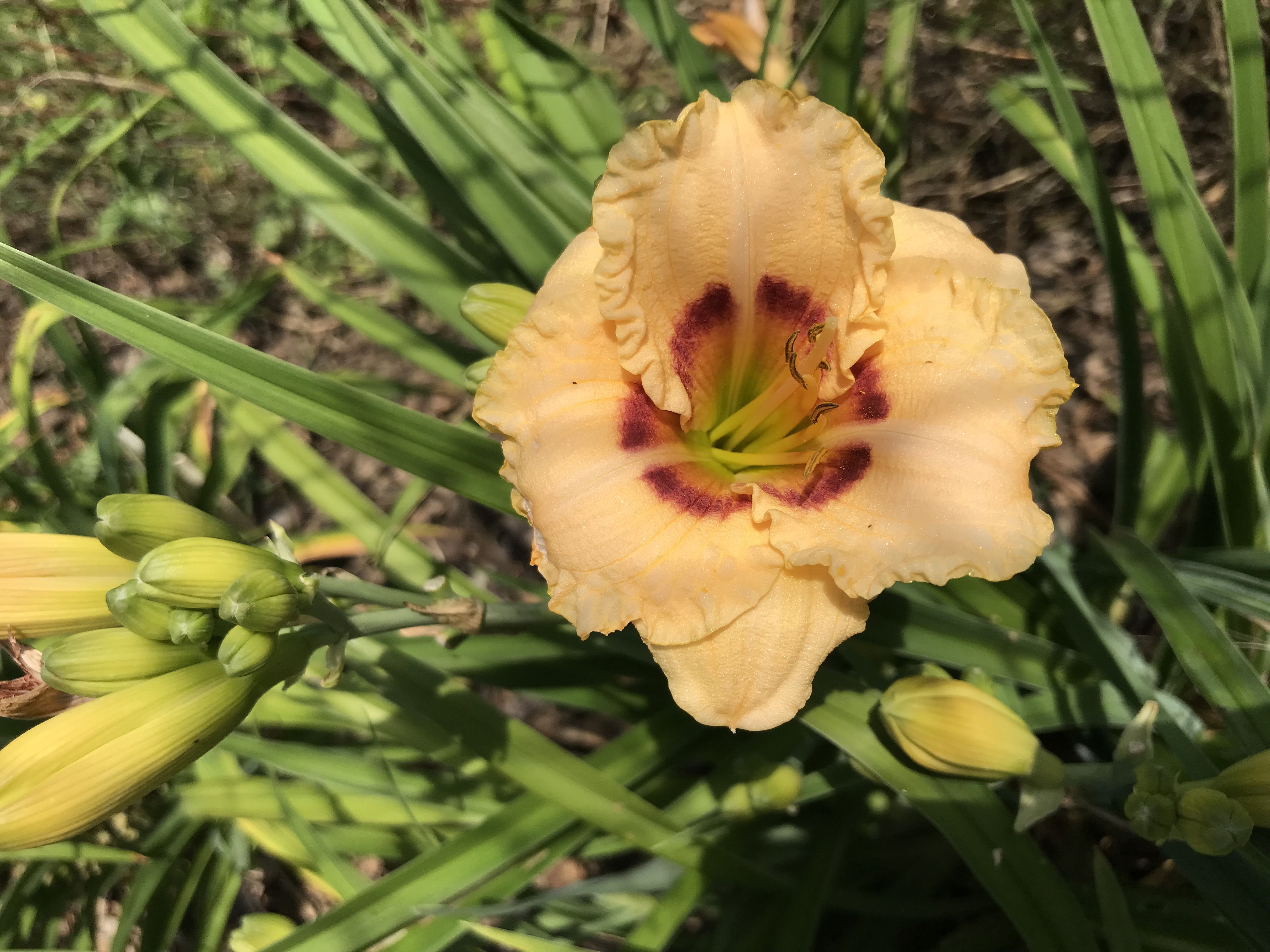 Hemerocallis SILOAM SUGAR TIME