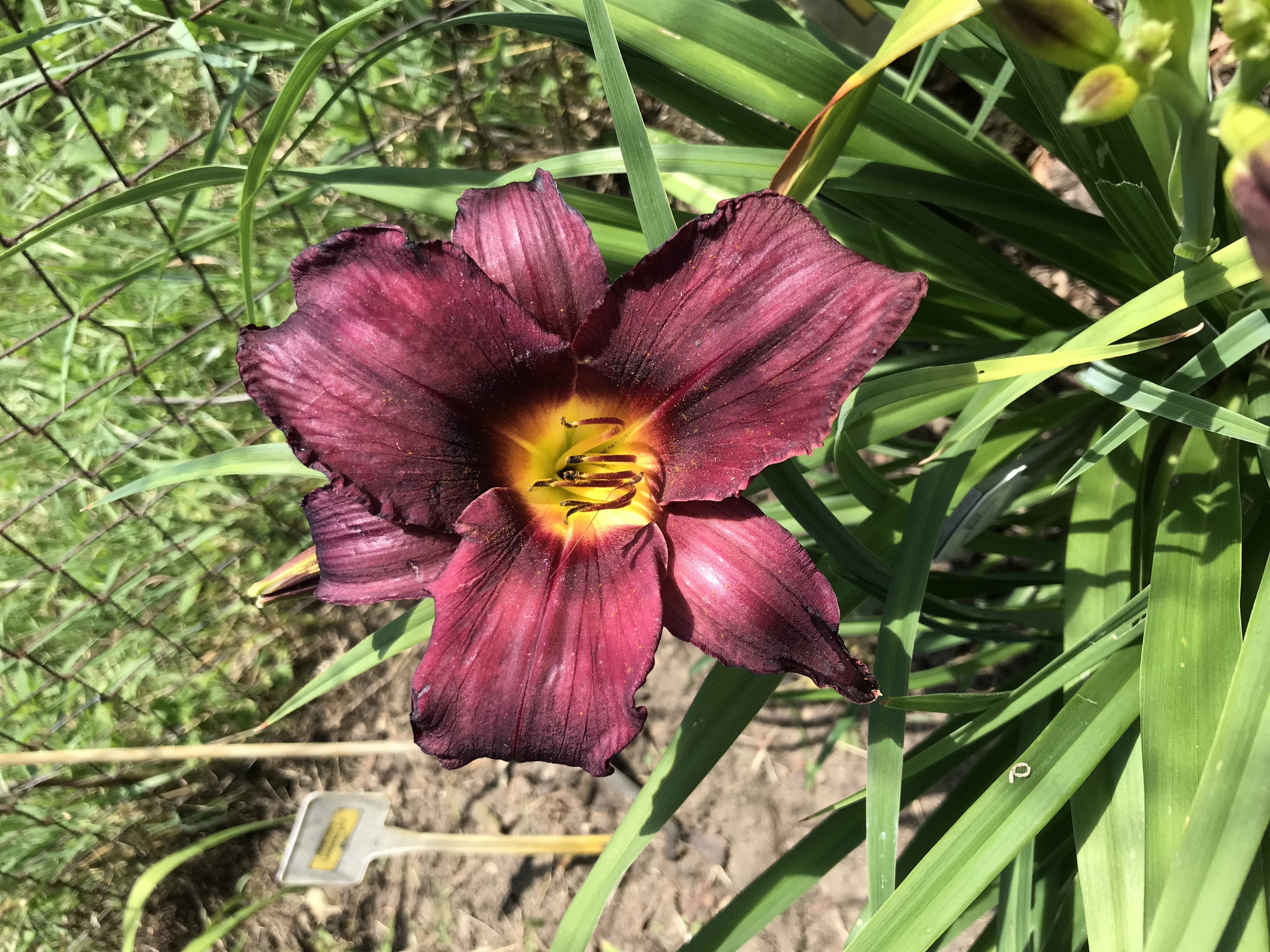 Hemerocallis MINSTREL BOY