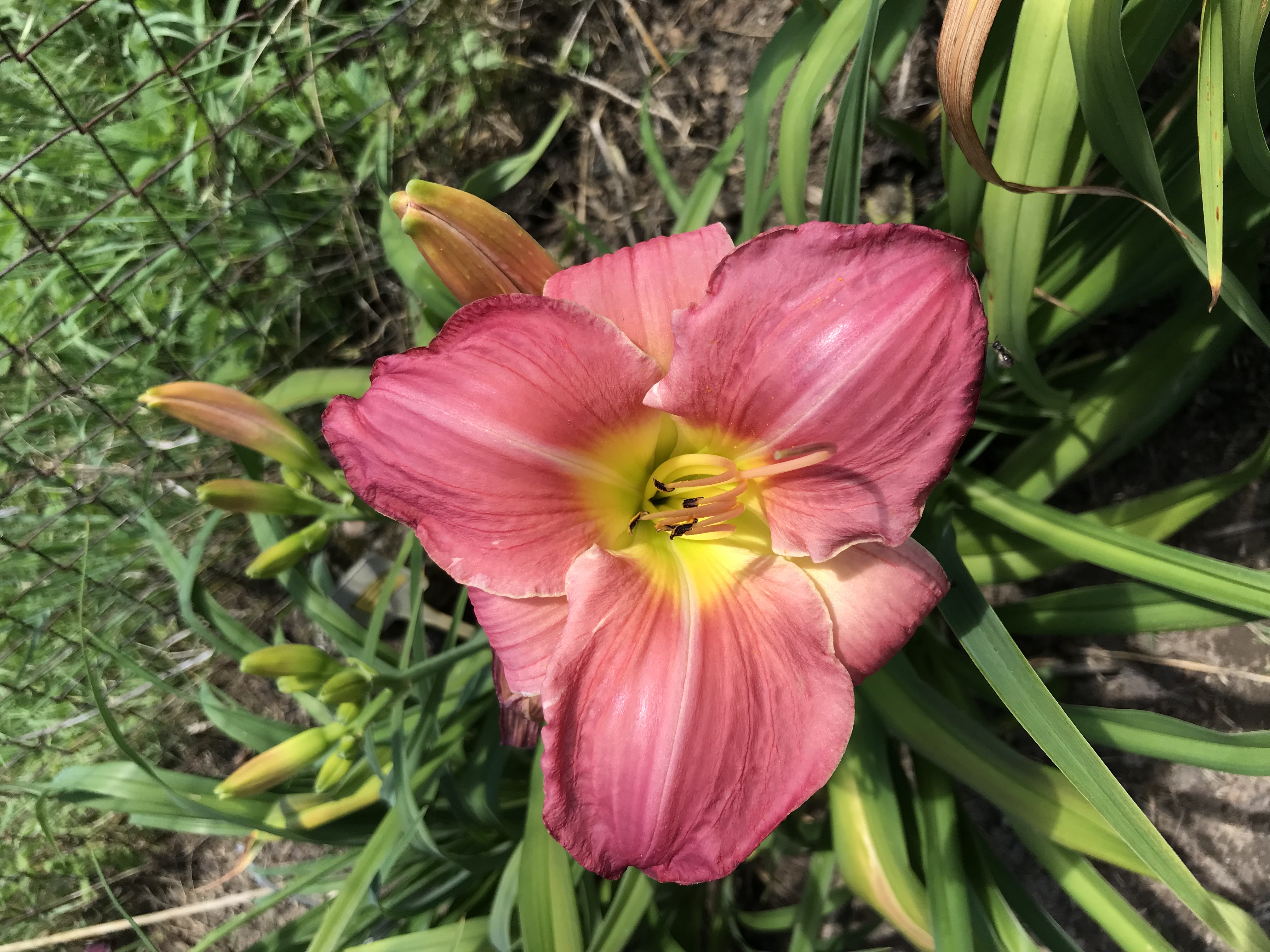 Hemerocallis SHERRY FAIR