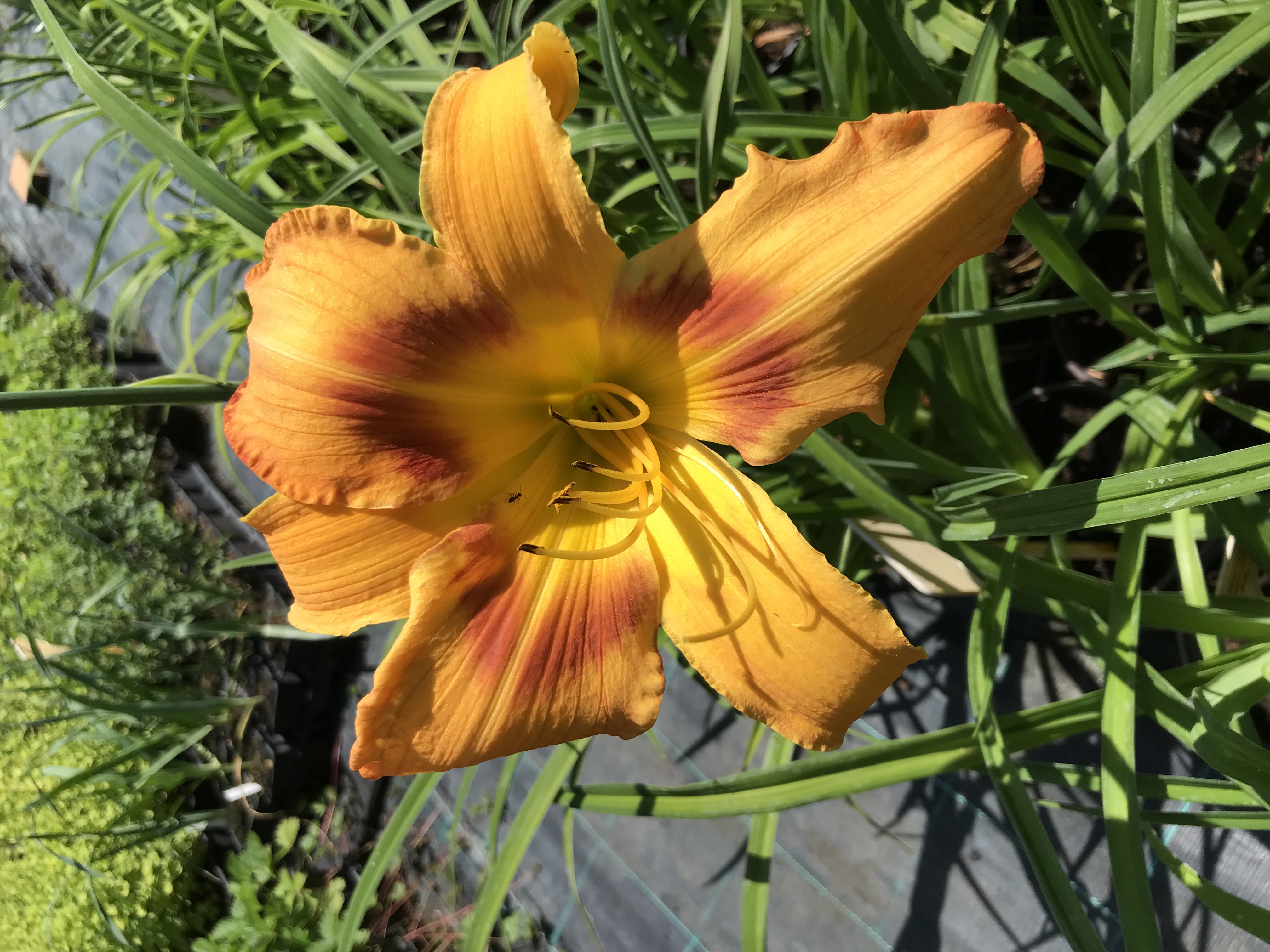 Hemerocallis TIGER EYE HAGER