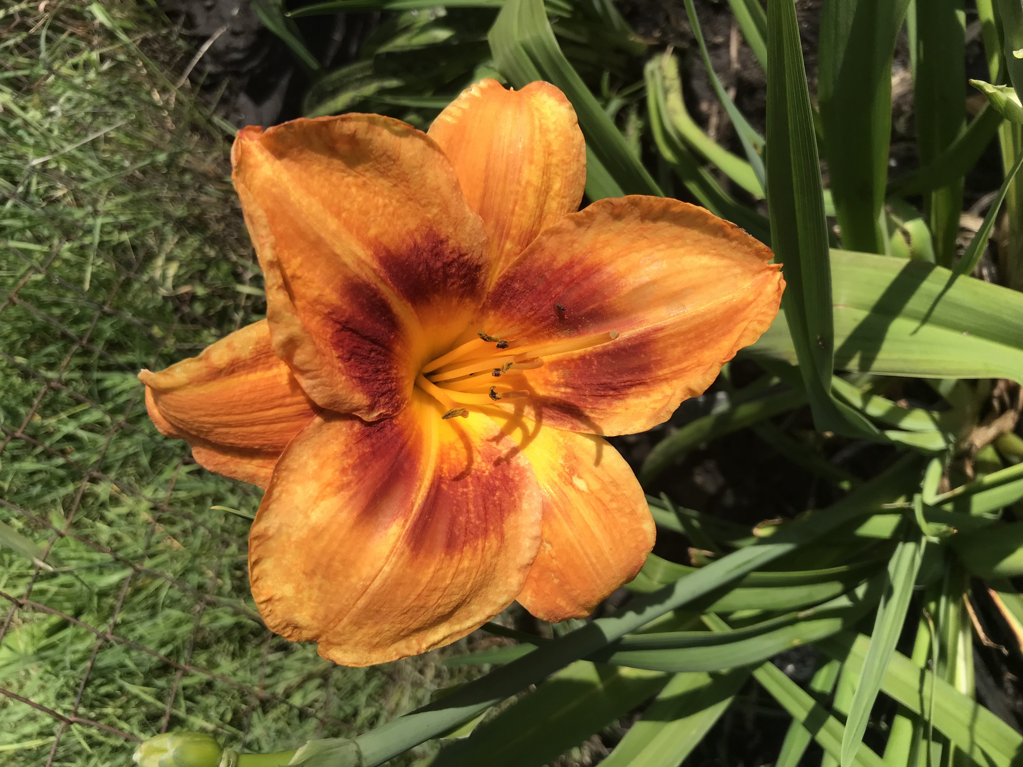 Hemerocallis EYE YI-YI