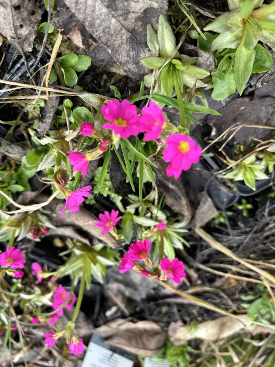Primula rosea 