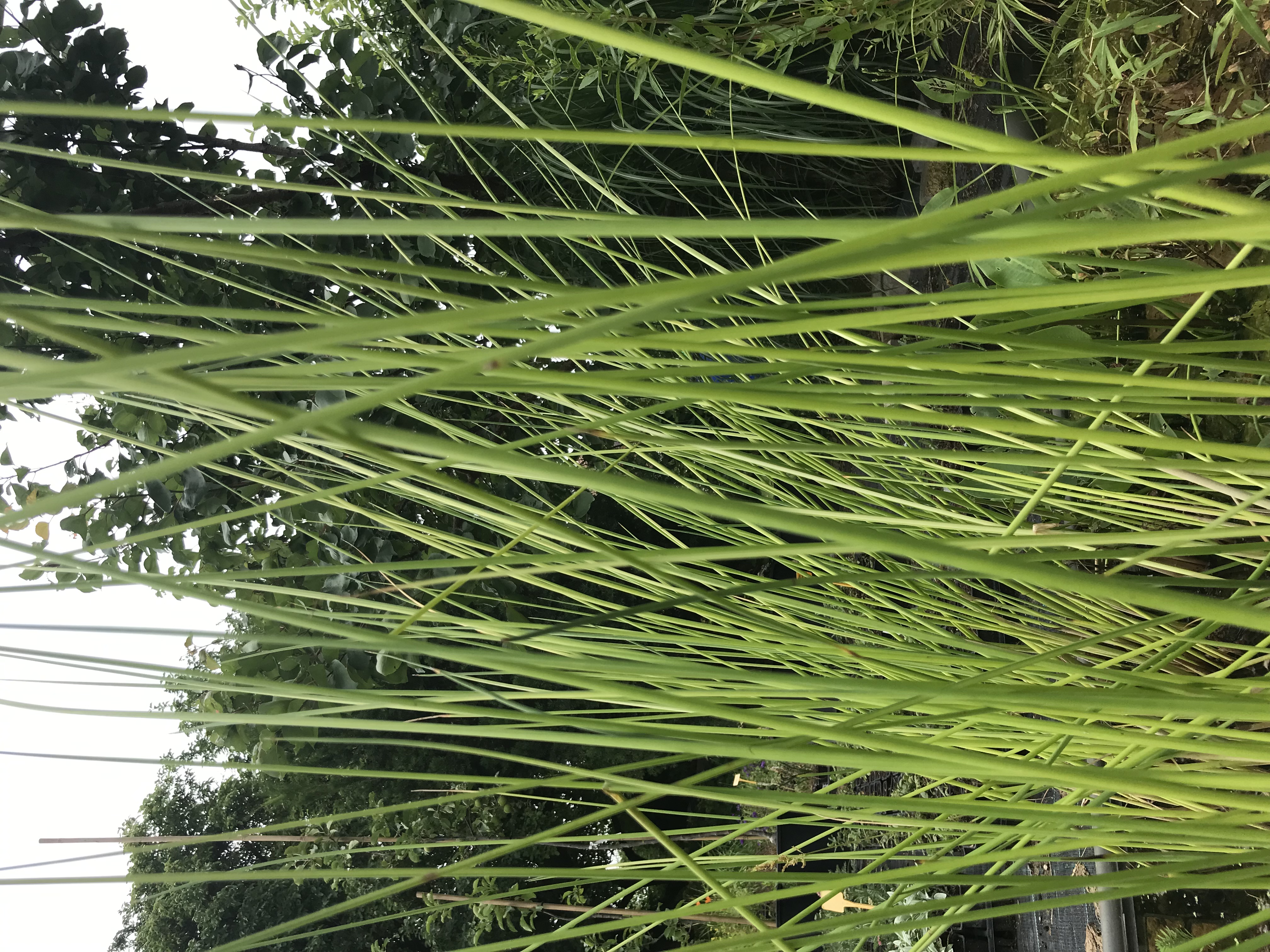 Scirpus lacustris ´Albescens´ 