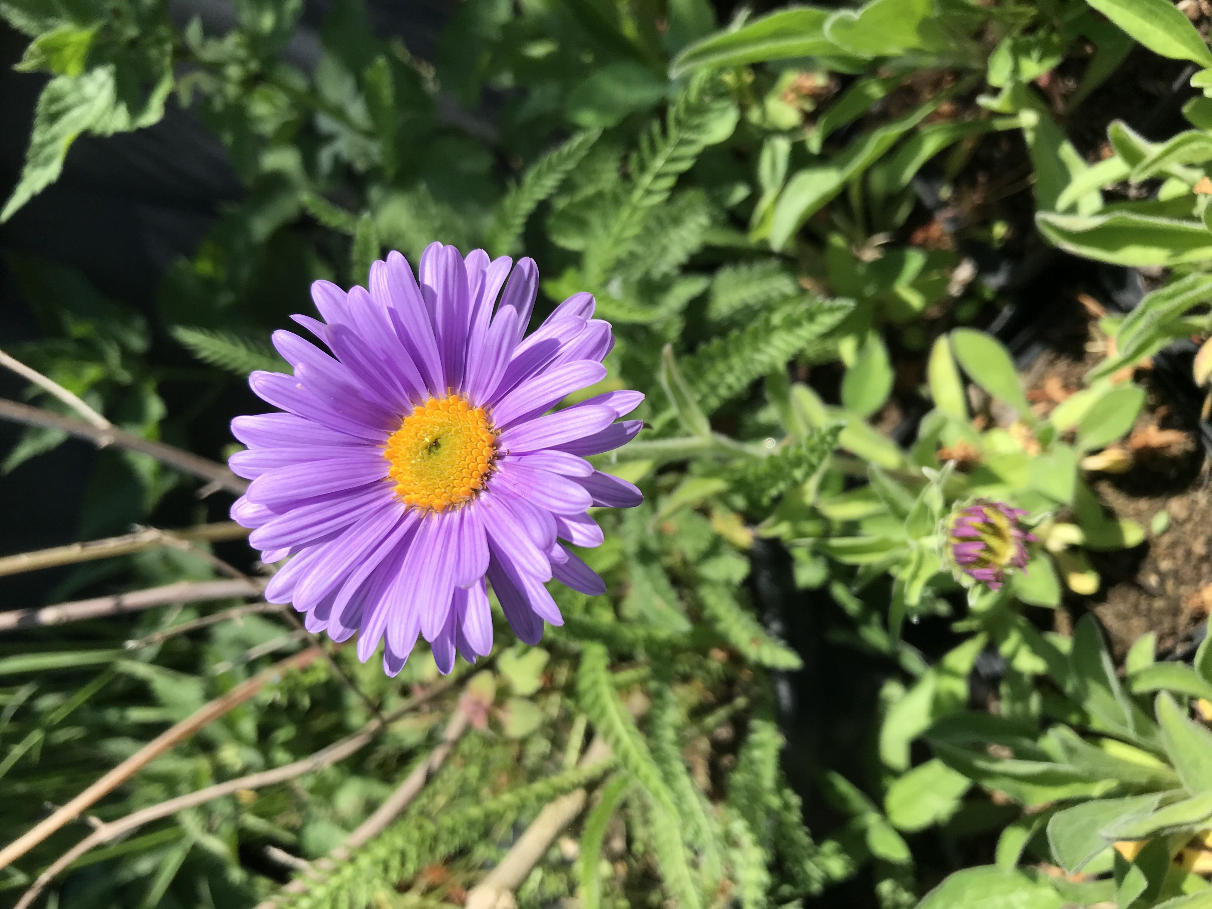Aster alpinus VIOLET