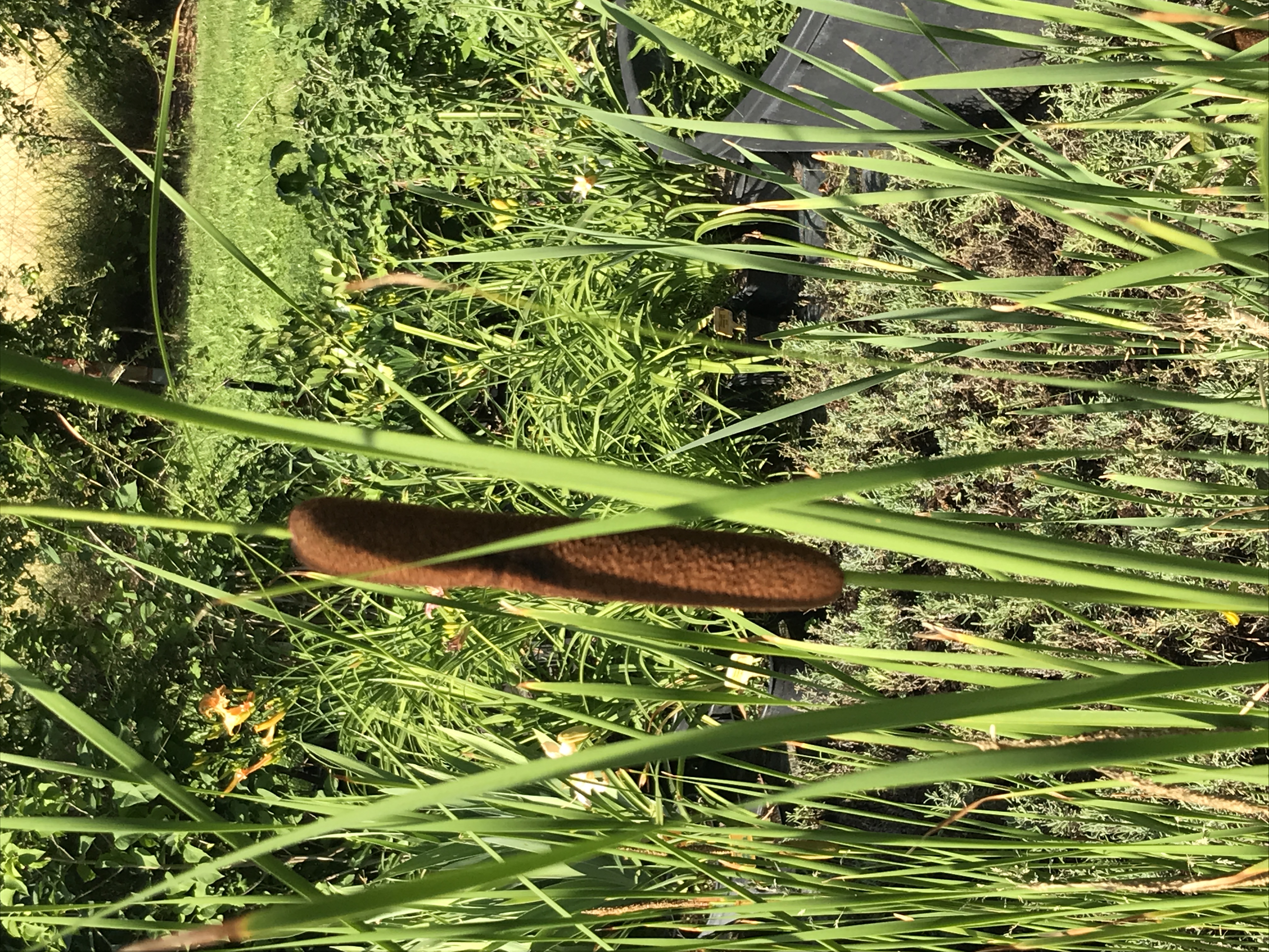 Typha latifolia