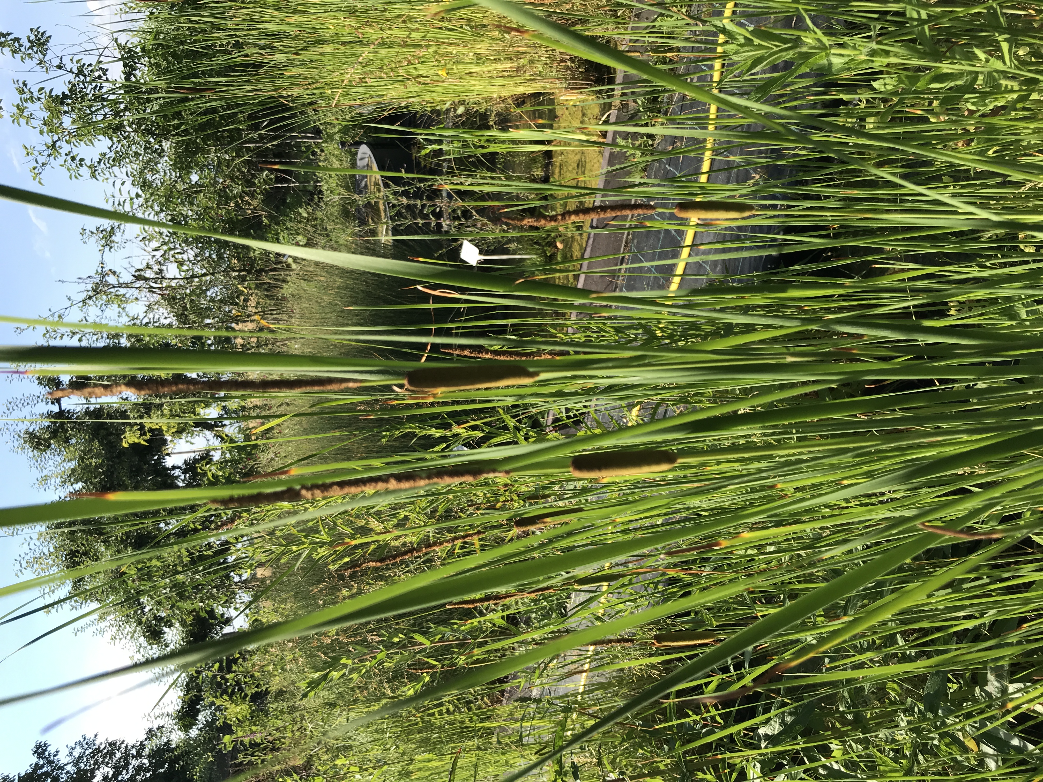 Typha laxmannii