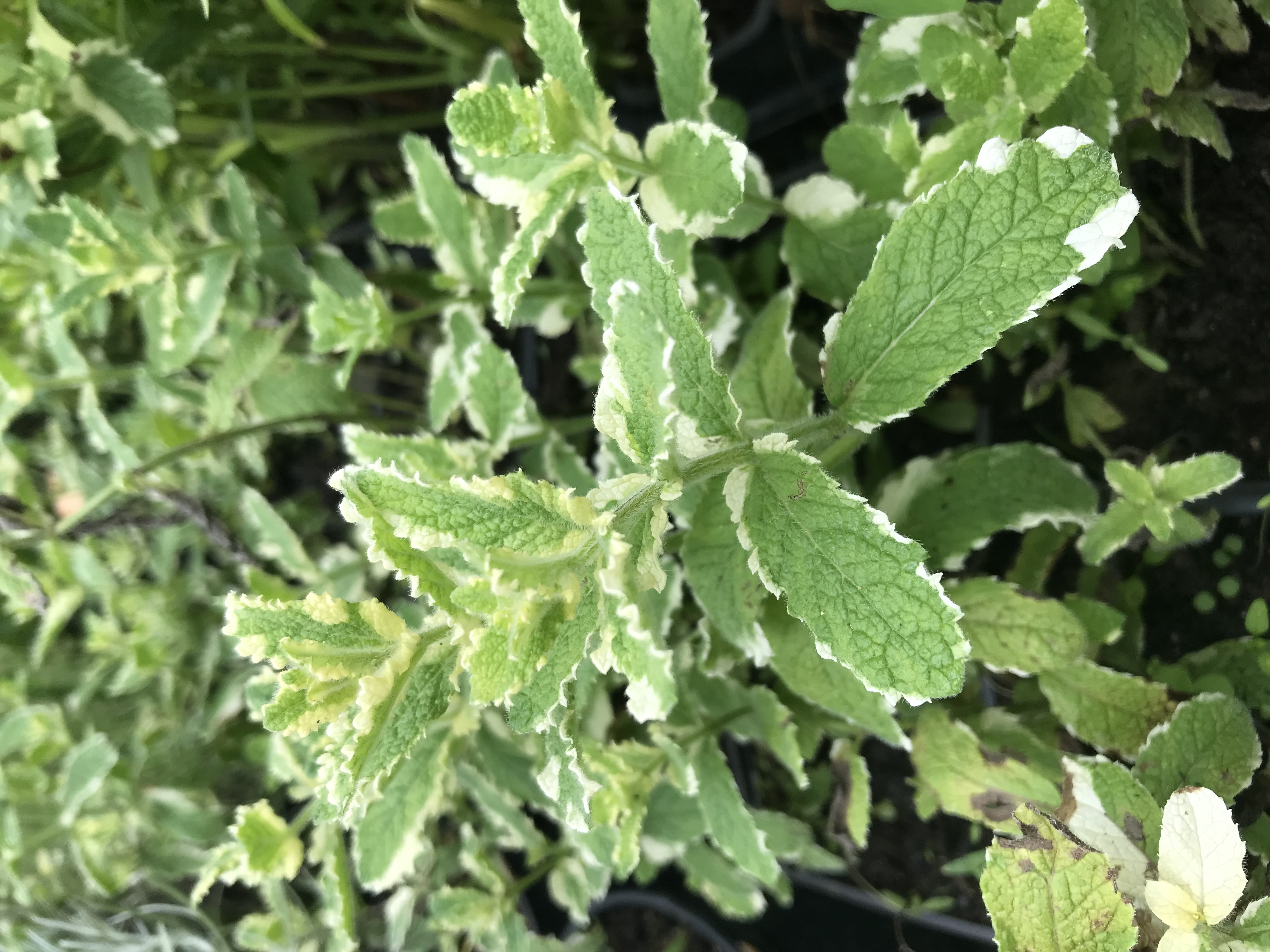 Mentha rotundifolia VARIEGATA