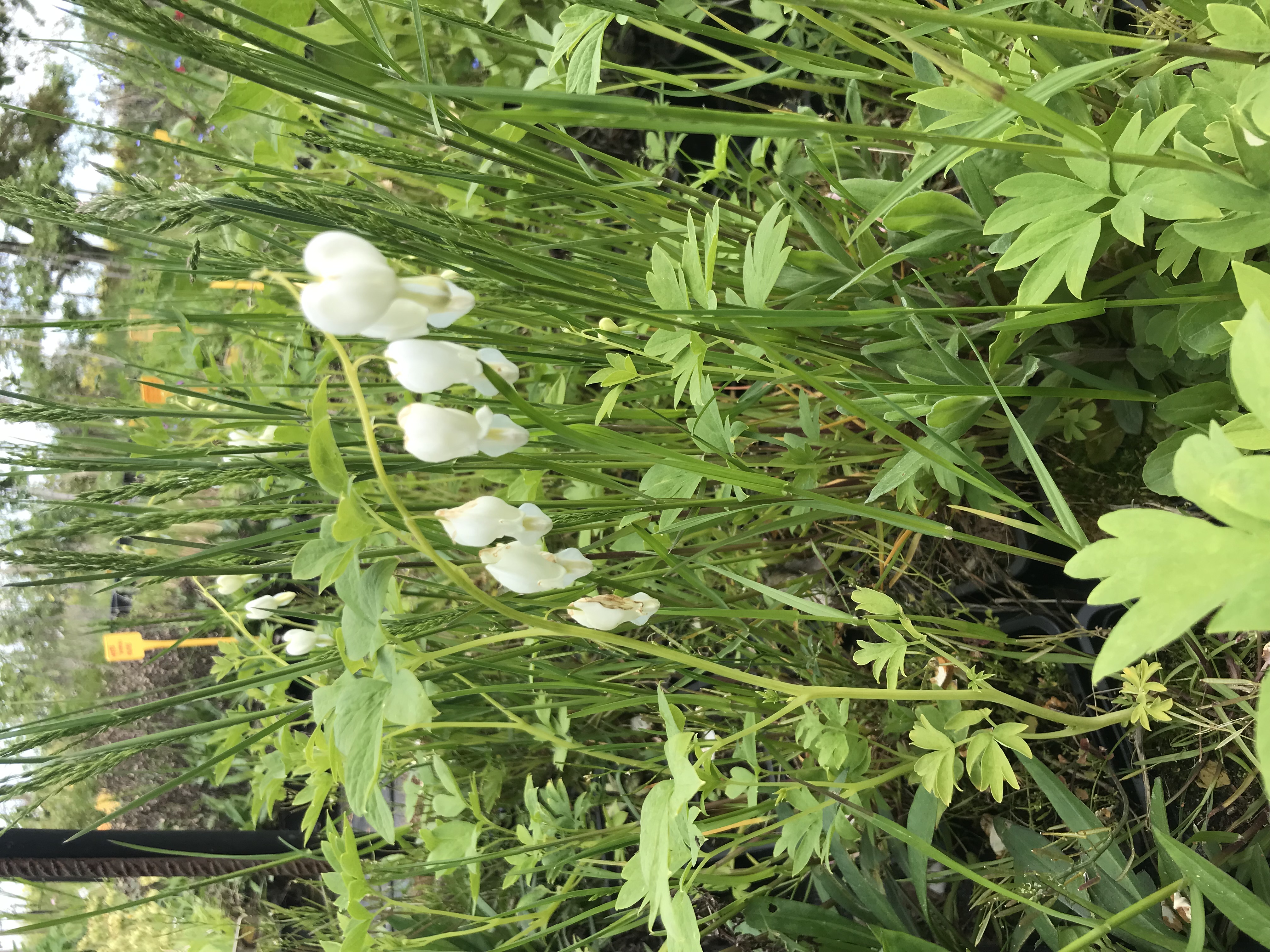 Dicentra spectabilis ALBA
