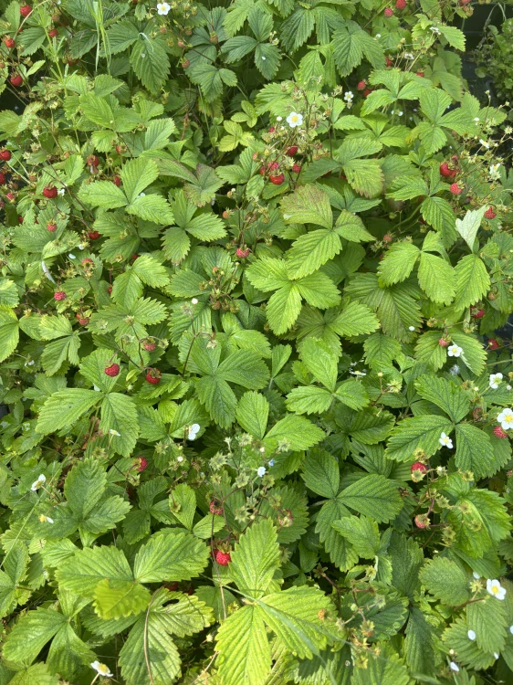 Fragaria vesca