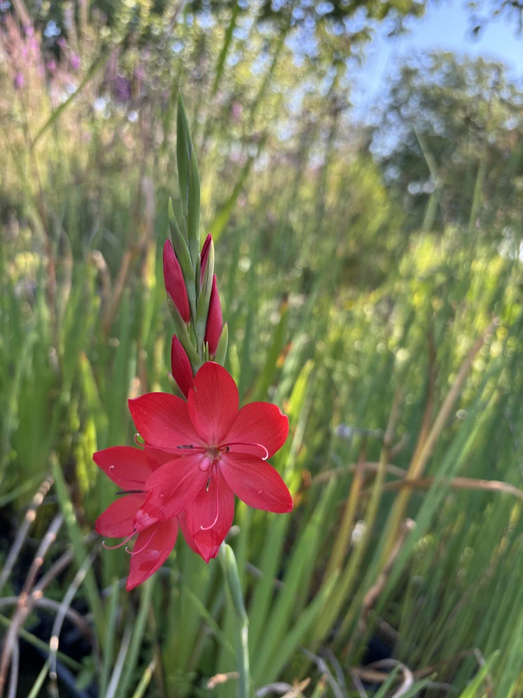 Schizostylis coccinea