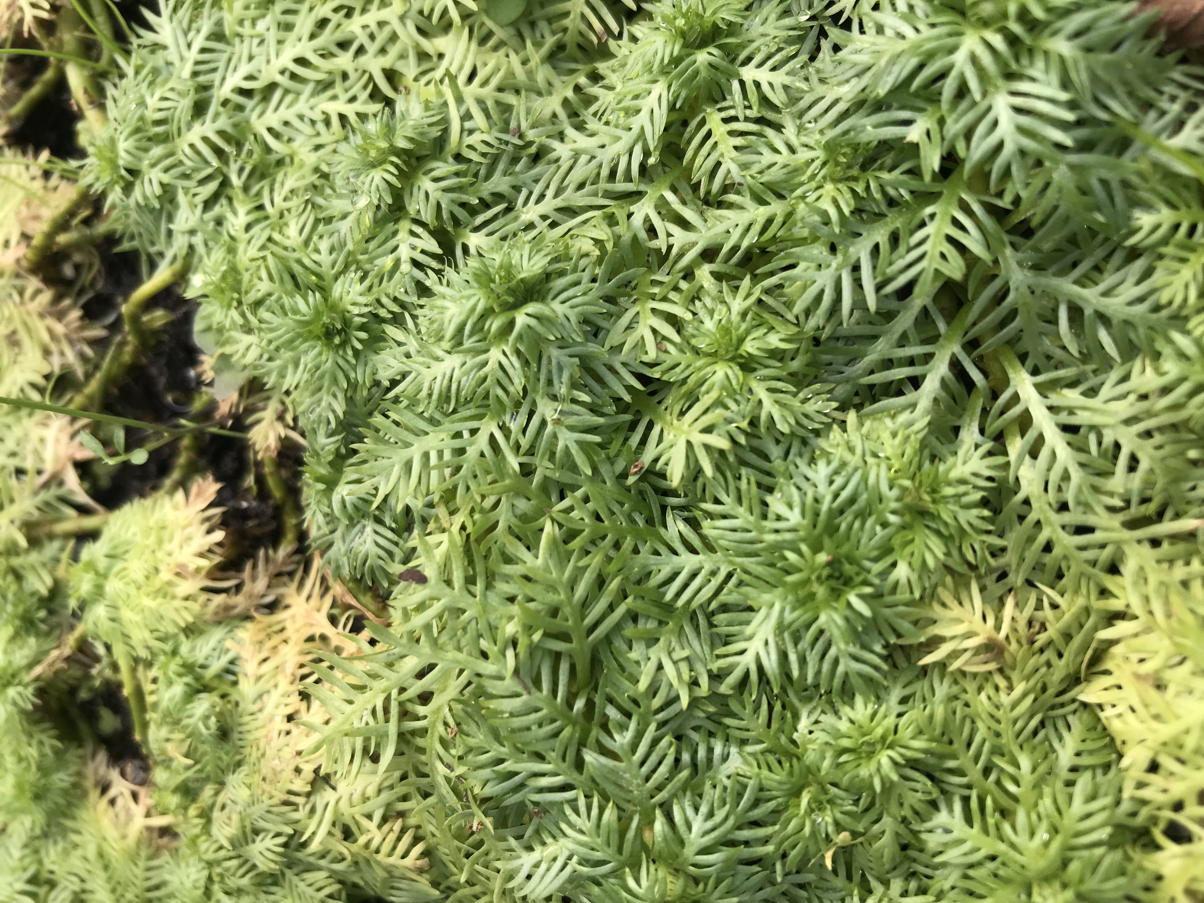 Hottonia palustris