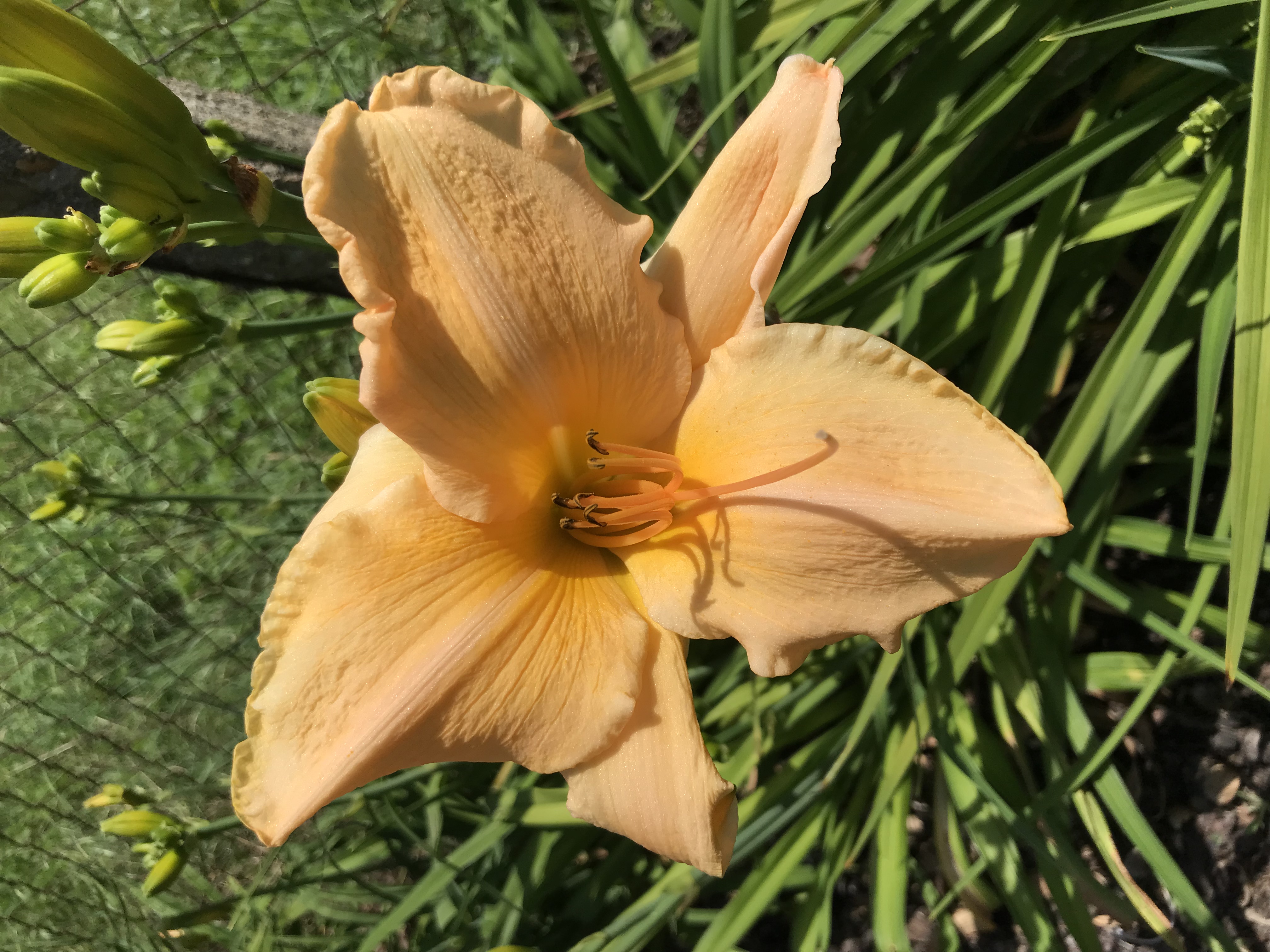 Hemerocallis ANNA MAE HAGER