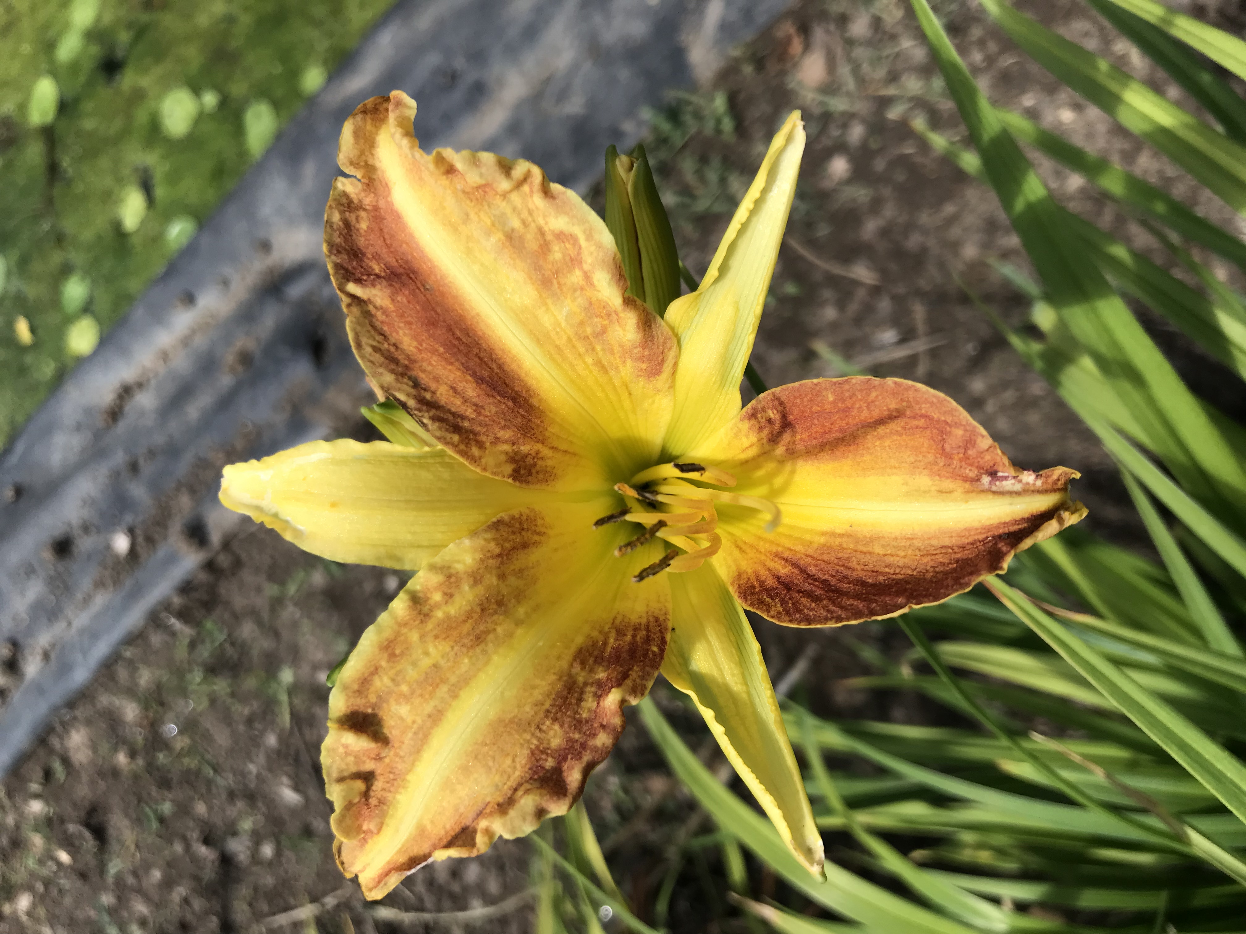 Hemerocallis RUSSEL'S MINUET
