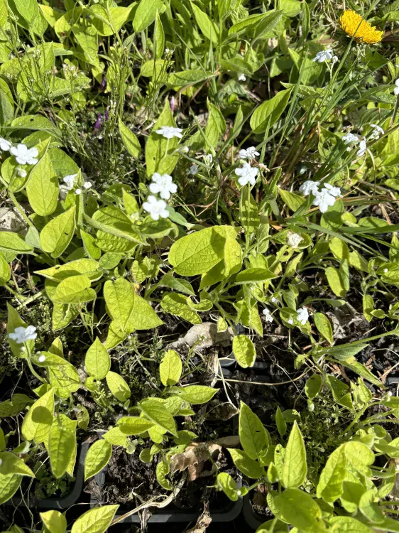 Omphalodes verna ALBA