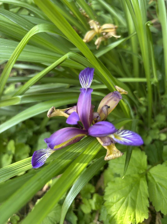 Iris graminifolia