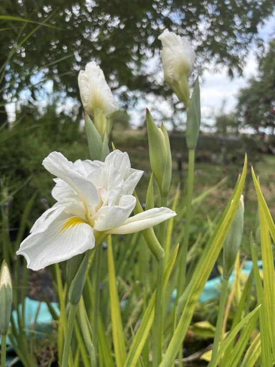 Iris kaempferi WHITE LADIES
