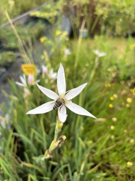 Schizostylis coccinea ALBA