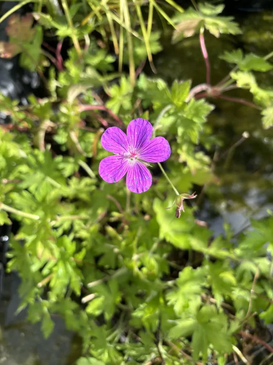 Geranium palustre