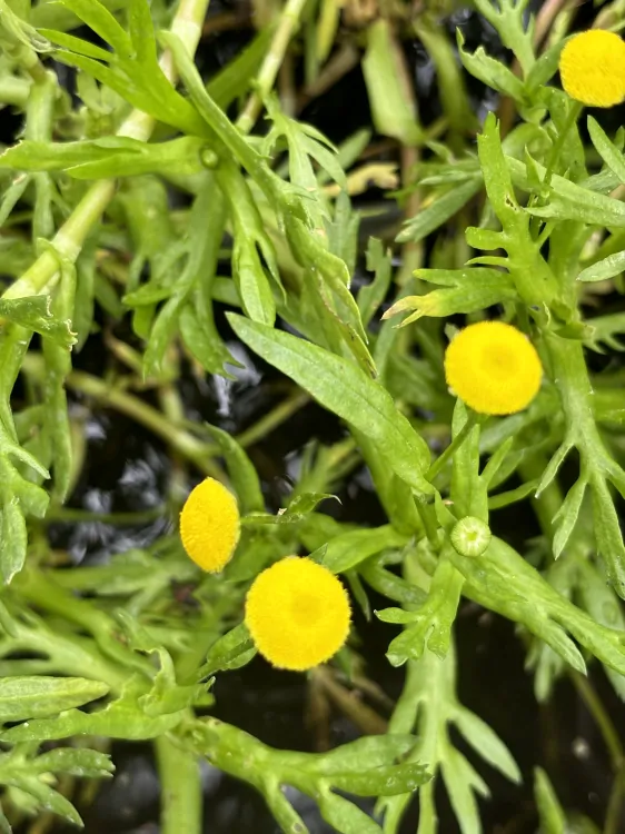 Cotula coronopifolia